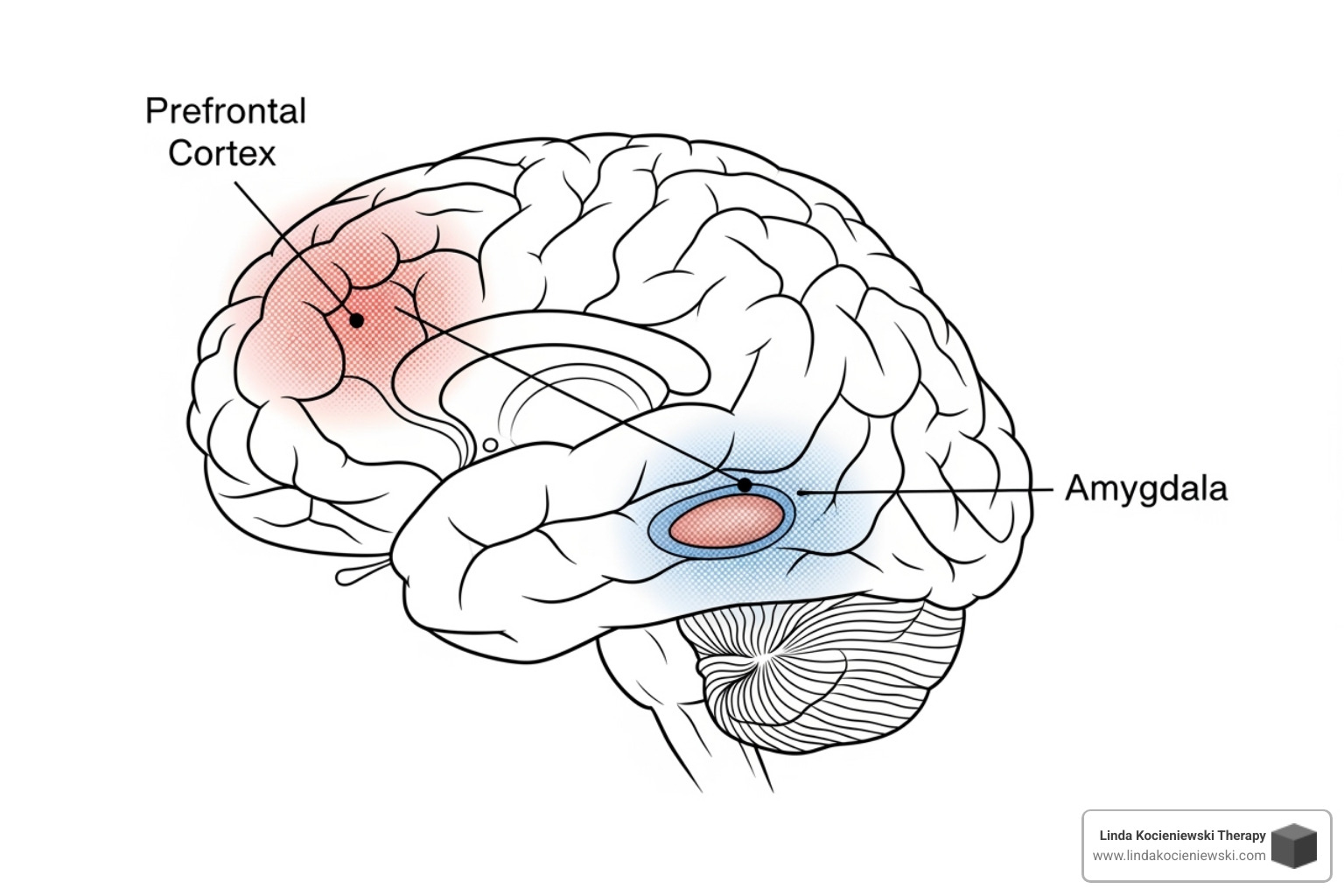 Simplified brain diagram highlighting the prefrontal cortex and amygdala - EMDR therapy for ADHD