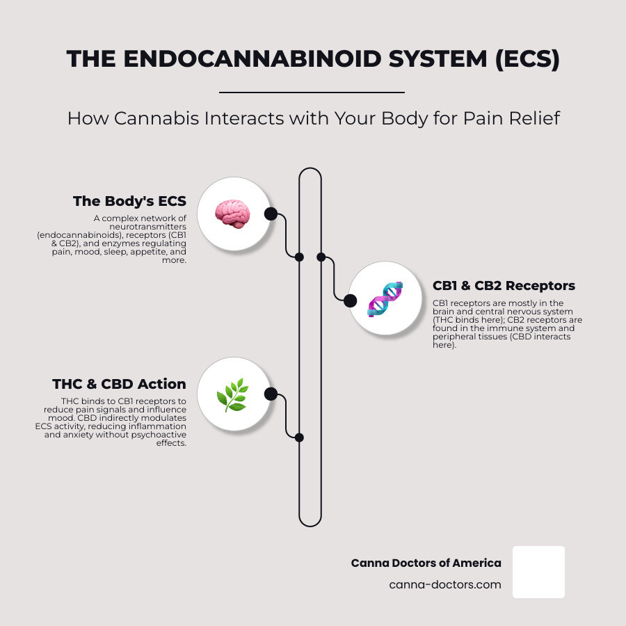 Infographic showing the human endocannabinoid system with CB1 and CB2 receptors in the brain and body, illustrating how THC and CBD cannabinoids interact with pain pathways, inflammation responses, and mood regulation - medical marijuana for chronic pain infographic infographic-line-3-steps-neat_beige
