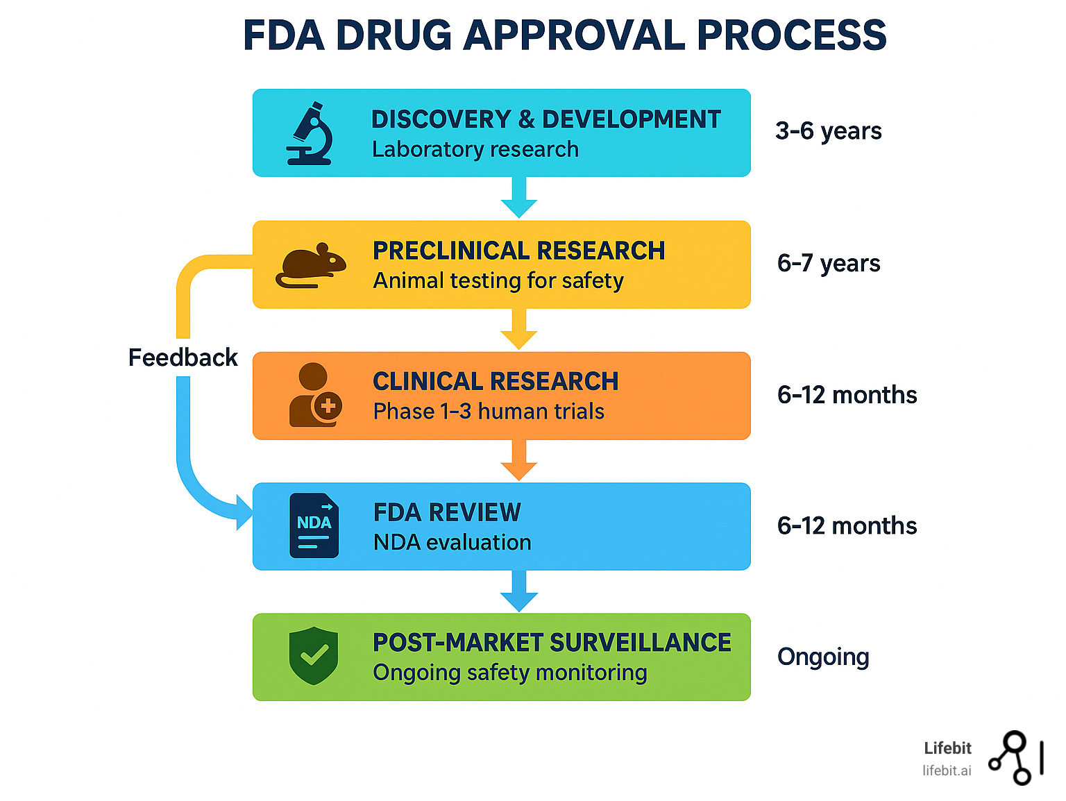Detailed infographic showing the FDA drug approval process with 5 main stages: Findy & Development (laboratory research, 3-6 years), Preclinical Research (animal testing for safety), Clinical Research (Phase 1-3 human trials, 6-7 years), FDA Review (NDA evaluation, 6-12 months), and Post-Market Surveillance (ongoing safety monitoring). Each stage shows key activities, timeframes, and decision points with arrows indicating progression and potential feedback loops. - fda drug approval process infographic 