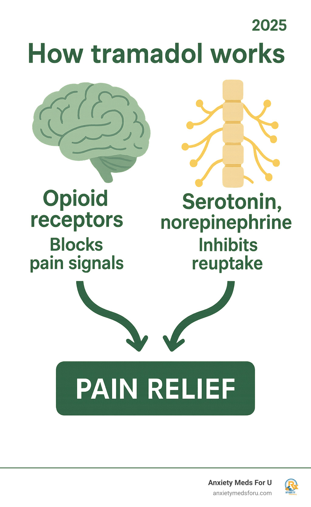 Infographic showing tramadol's dual-action mechanism with opioid receptors in the brain blocking pain signals on one side, and serotonin/norepinephrine reuptake inhibition in spinal cord pathways on the other side, with arrows showing how both pathways work together to provide pain relief - How tramadol works infographic 