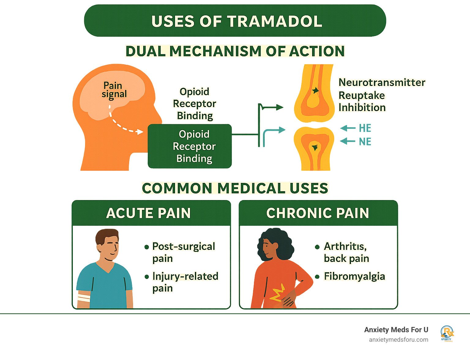 Infographic showing tramadol's dual mechanism of action, including opioid receptor binding and neurotransmitter reuptake inhibition, with visual representations of pain signal blocking in the brain and spinal cord, plus common medical uses categorized by acute versus chronic pain conditions - uses of tramadol infographic 