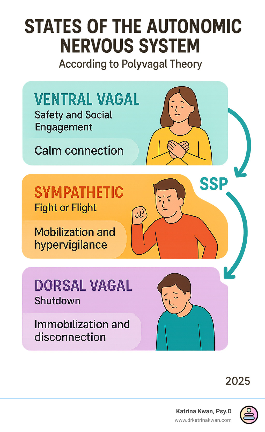 Infographic showing the three states of the Autonomic Nervous System according to Polyvagal Theory: Ventral Vagal state (safety and social engagement) at the top showing calm connection, Sympathetic state (fight or flight) in the middle showing mobilization and hypervigilance, and Dorsal Vagal state (shutdown) at the bottom showing immobilization and disconnection, with arrows indicating how SSP helps move toward the regulated ventral vagal state - safe and sound protocol effectiveness infographic 