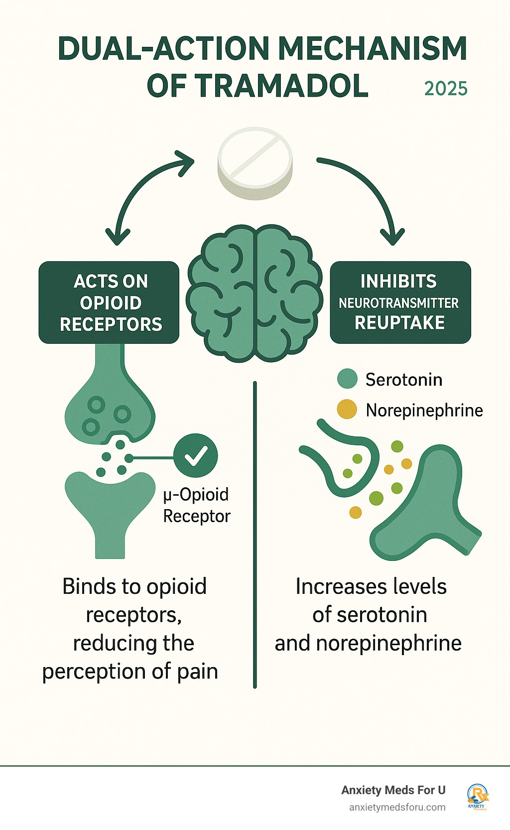 Infographic illustrating the dual-action mechanism of tramadol on opioid receptors and neurotransmitter reuptake - what is tramadol infographic 