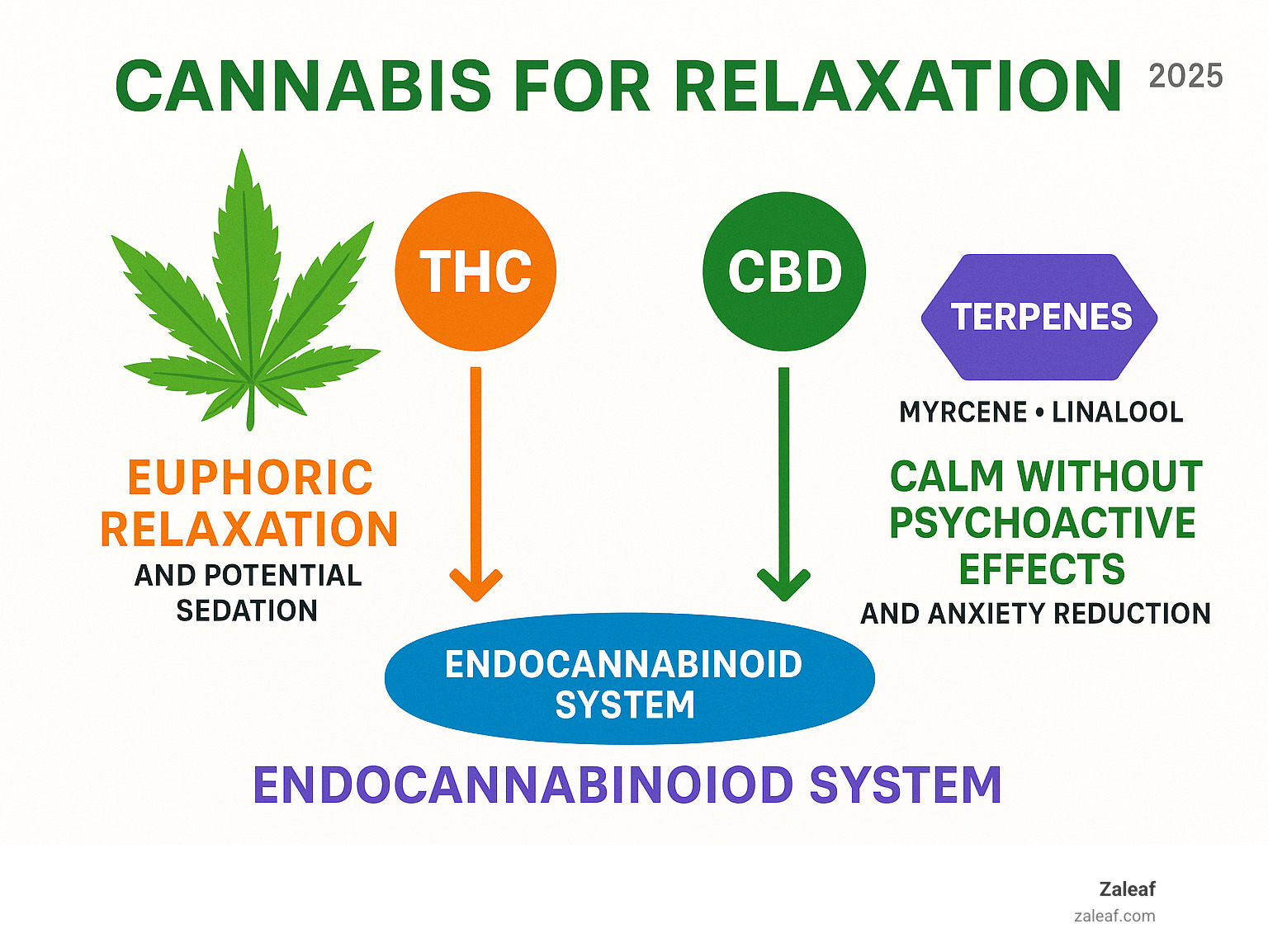 Infographic showing THC promoting euphoric relaxation and potential sedation, CBD offering calm without psychoactive effects and anxiety reduction, and terpenes like myrcene and linalool providing natural sedating properties, with arrows indicating how they work together through the endocannabinoid system - cannabis for relaxation infographic 
