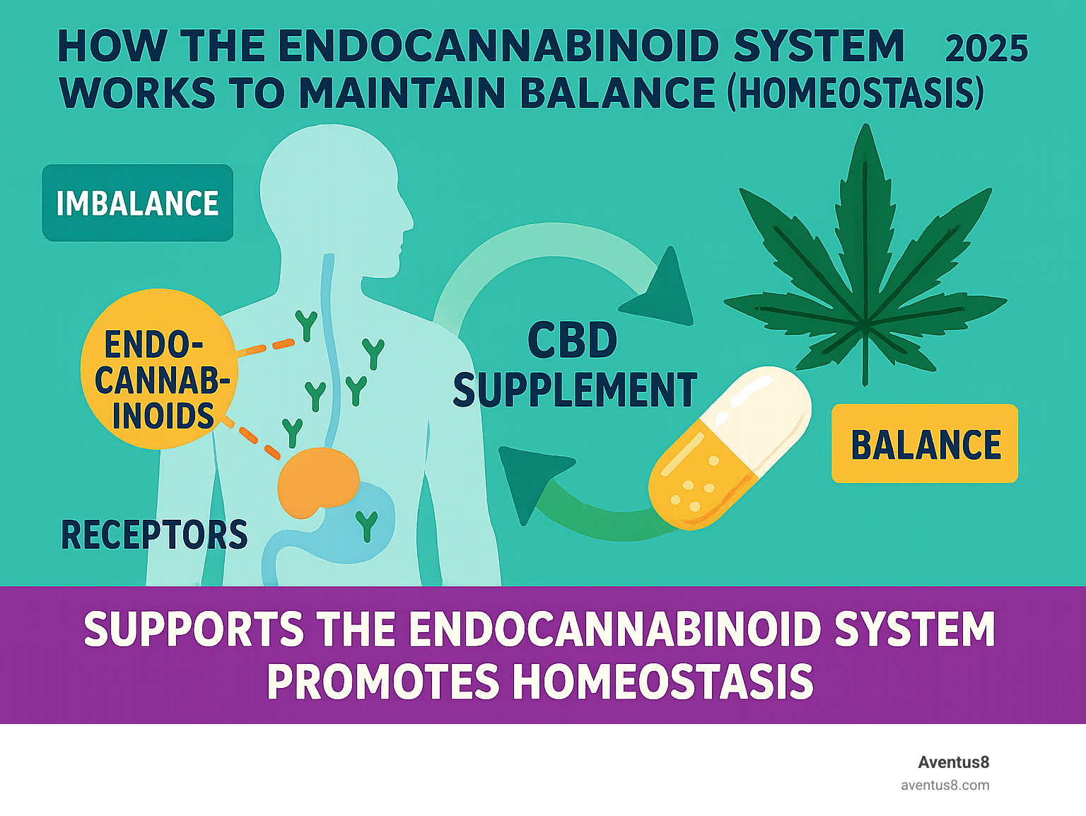 Infographic explaining how the Endocannabinoid System works to maintain balance (homeostasis) - Daily CBD supplements infographic 