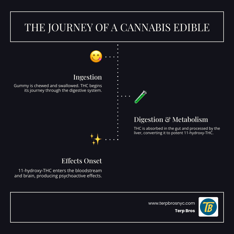 The journey of a cannabis edible from consumption to effect. - magic mango gummy infographic infographic-line-3-steps-dark