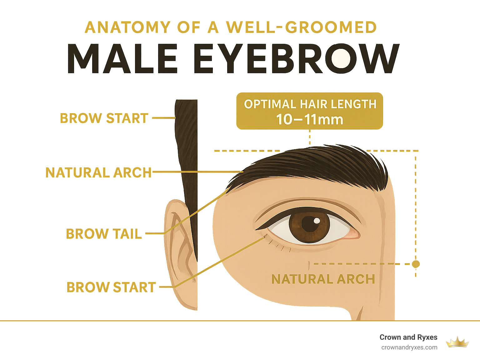 Infographic showing the anatomy of a well-groomed male eyebrow with labeled parts: brow start point aligned with inner corner of nose, natural arch positioned over the outer edge of iris, and brow tail ending at an imaginary line from nose corner to outer eye corner, plus optimal hair length of 10-11mm - male eyebrow infographic Infographic showing the anatomy of a well-groomed male eyebrow with labeled parts: brow start point aligned with inner corner of nose, natural arch positioned over the outer edge of iris, and brow tail ending at an imaginary line from nose corner to outer eye corner, plus optimal hair length of 10-11mm - male eyebrow infographic