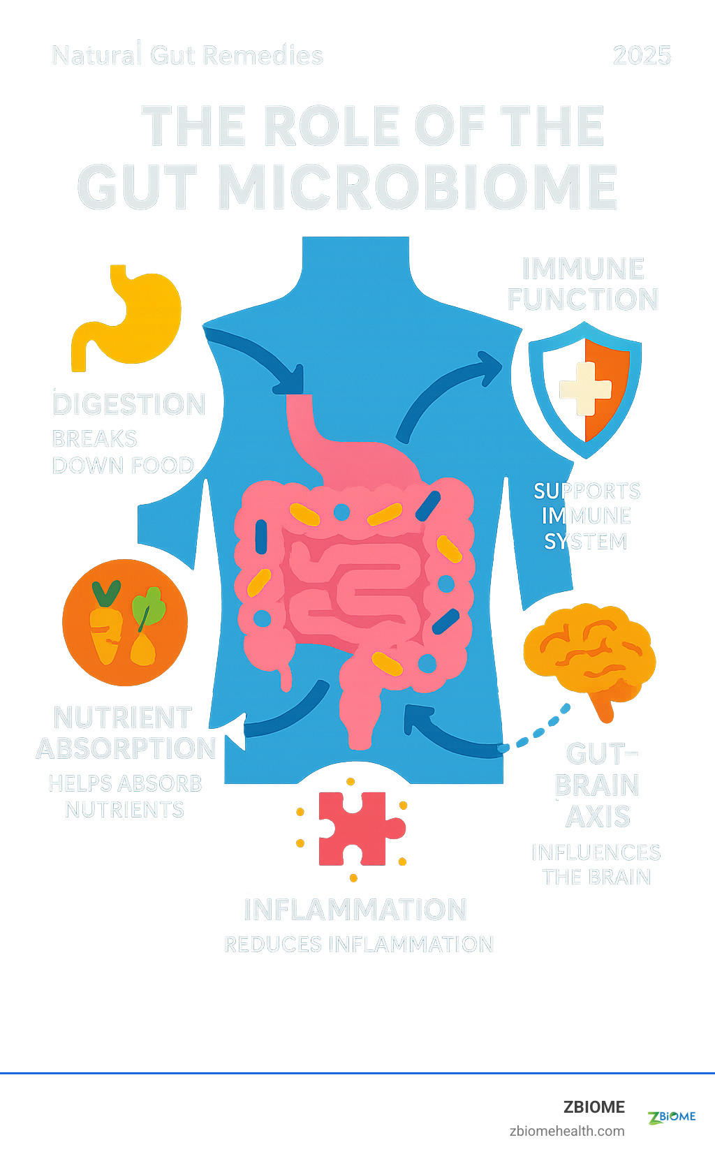 Infographic showing the gut microbiome's role in digestion, immune function, nutrient absorption, inflammation control, and brain communication through the gut-brain axis - natural gut remedies infographic