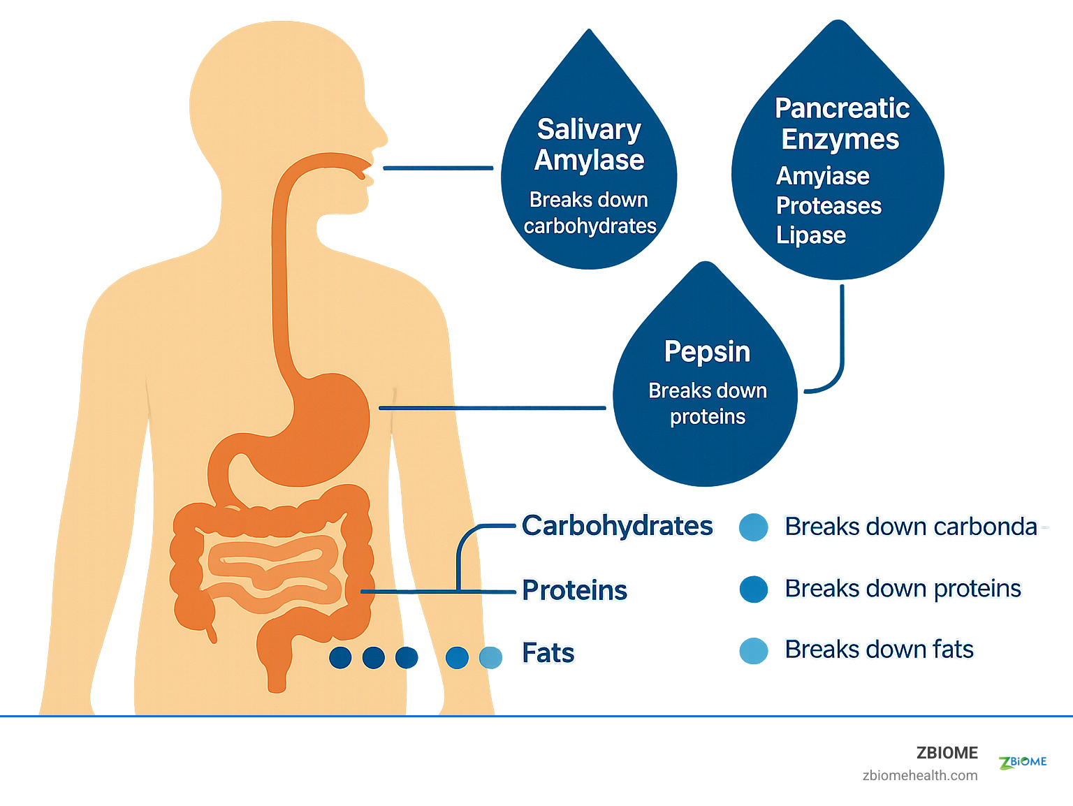 Comprehensive infographic showing the digestive process from mouth to small intestine, highlighting where different enzymes are produced and how they break down proteins, carbohydrates, and fats into absorbable nutrients - digestive enzyme complex infographic 