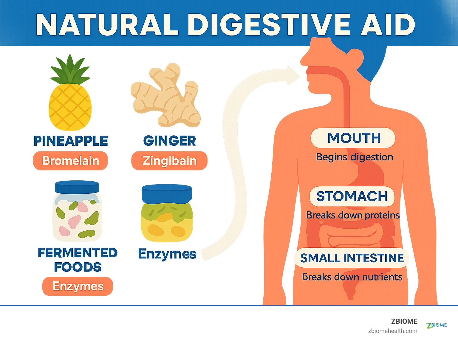 Infographic showing the digestive process from mouth to small intestine, highlighting where natural enzymes from foods like pineapple, ginger, and fermented foods support each stage of digestion - natural digestive aid infographic 