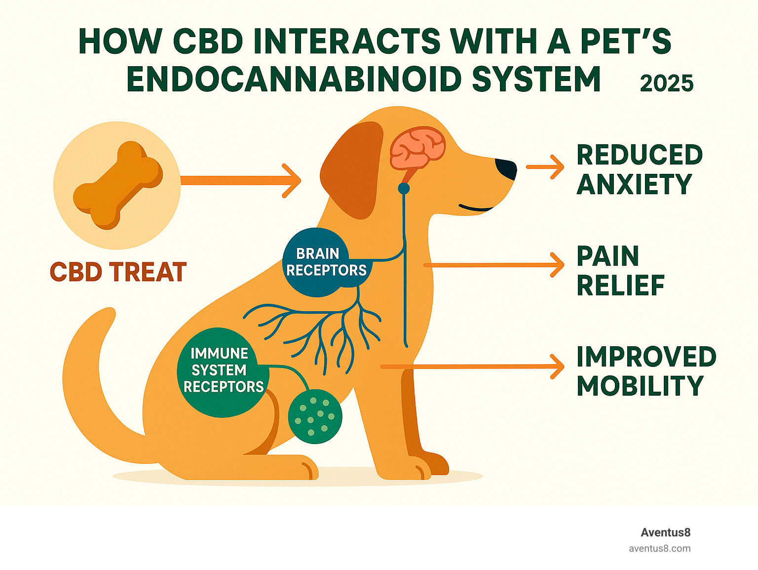 Detailed infographic showing how CBD interacts with a pet's endocannabinoid system, including receptors in the brain, nervous system, and immune system, with arrows showing the pathway from CBD treat consumption to potential benefits like reduced anxiety, pain relief, and improved mobility - buy cbd treats for pets infographic 