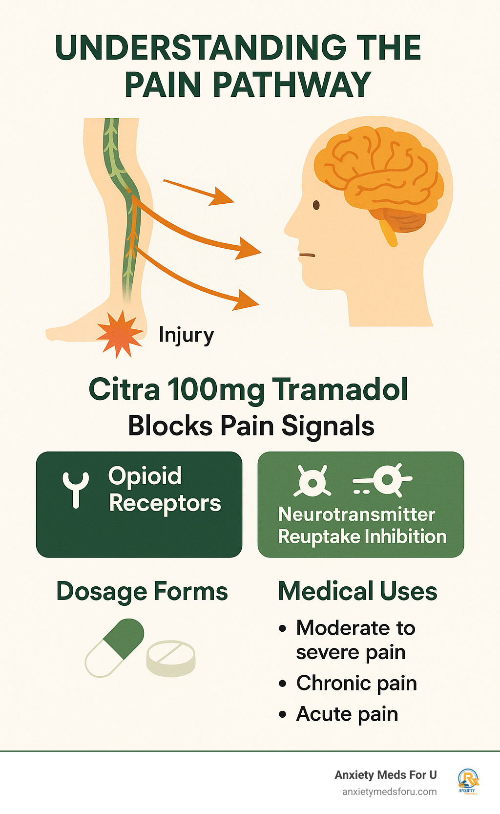 Comprehensive guide showing pain pathway from injury to brain, highlighting how Citra 100mg tramadol blocks pain signals through opioid receptors and neurotransmitter reuptake inhibition, including dosage forms and common medical applications - uses of citra 100mg infographic 