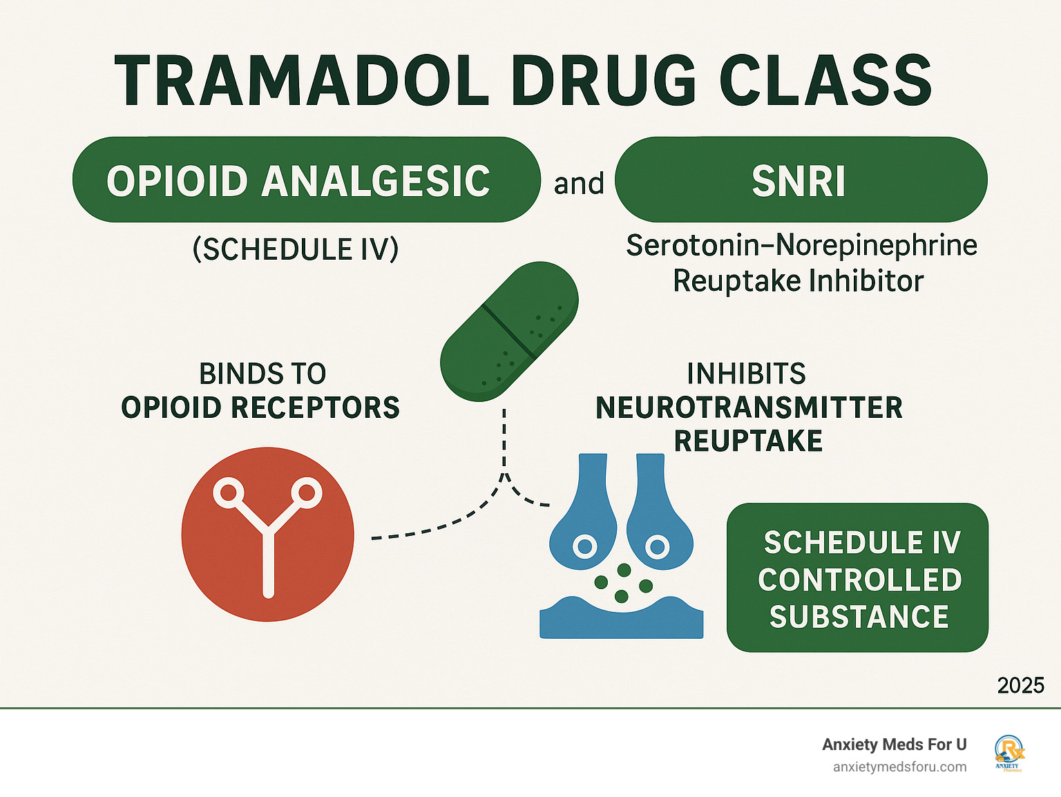 Detailed infographic showing tramadol's dual classification as both an opioid analgesic and SNRI, with visual representation of its mechanism of action on both opioid receptors and neurotransmitter reuptake, plus its Schedule IV controlled substance status - tramadol drug class infographic 