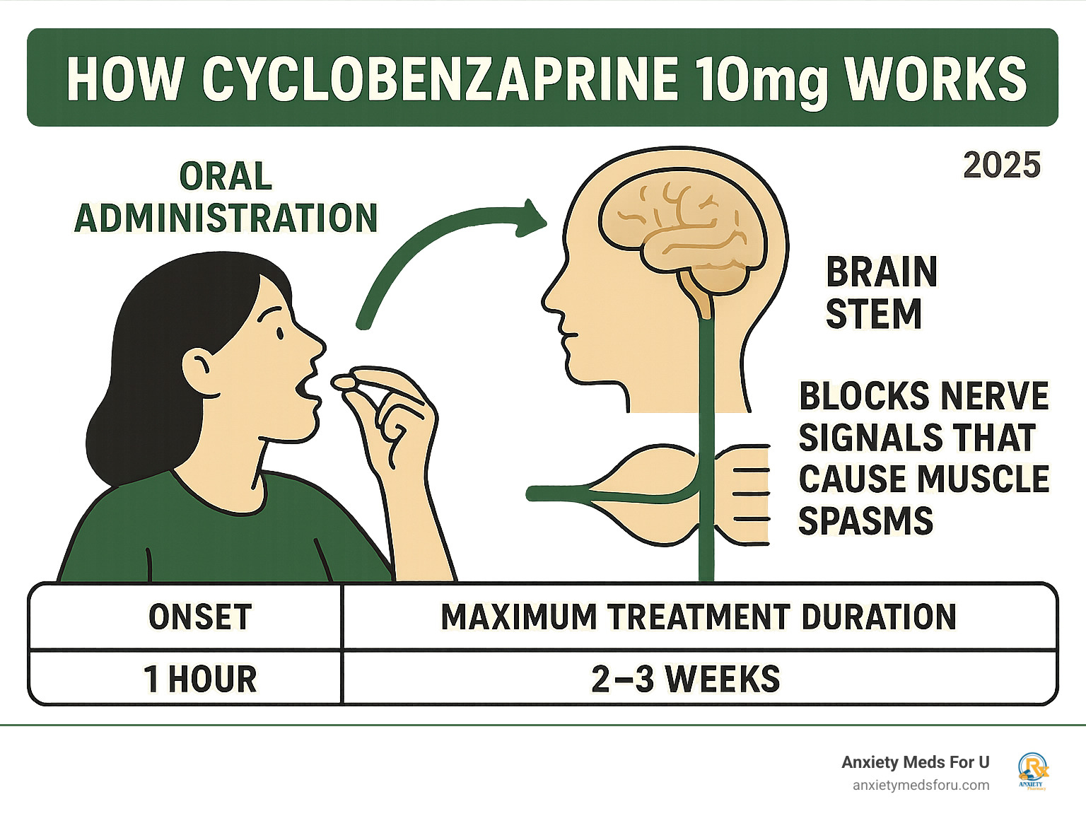 Comprehensive guide showing how cyclobenzaprine 10mg works in the body - from oral administration to brain stem action, blocking nerve signals that cause muscle spasms, with timeline showing 1-hour onset and 2-3 week maximum treatment duration - cyclobenzaprine 10mg infographic 