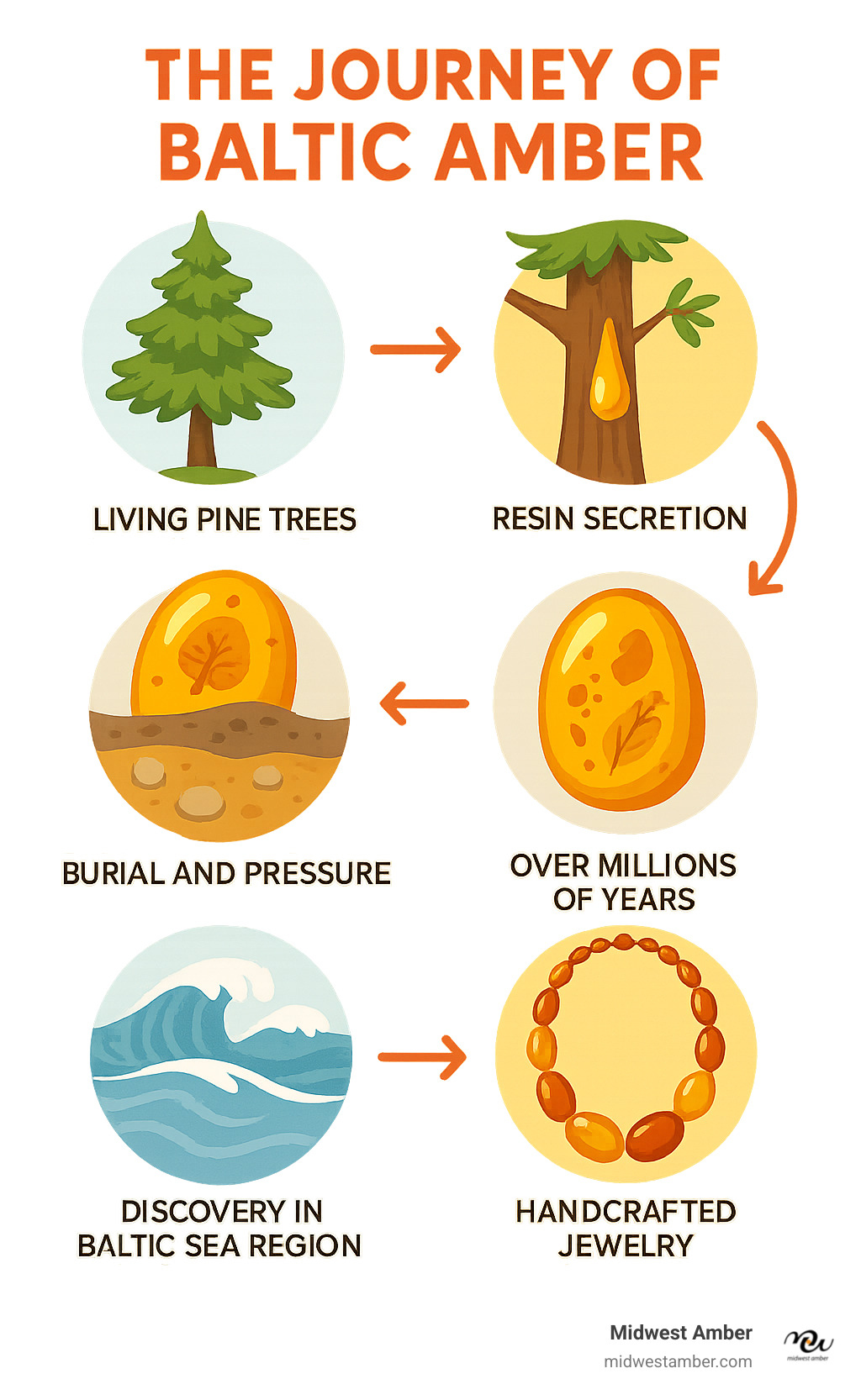 Infographic showing the journey of Baltic amber from ancient pine forests 45 million years ago through fossilization process to modern handcrafted jewelry, including key stages: living pine trees, resin secretion, burial and pressure, fossilization over millions of years, findy in Baltic Sea region, and final change into polished amber necklaces - necklace with amber stone infographic 
