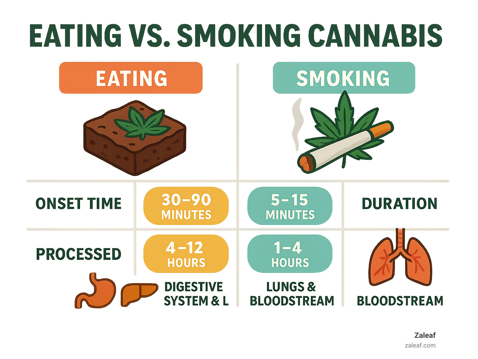 Infographic showing the key differences between eating and smoking cannabis including onset time of 30-90 minutes for edibles vs 5-15 minutes for smoking, duration of 4-12 hours for edibles vs 1-4 hours for smoking, and processing through digestive system and liver for edibles vs lungs and bloodstream for smoking - what are edibles infographic 