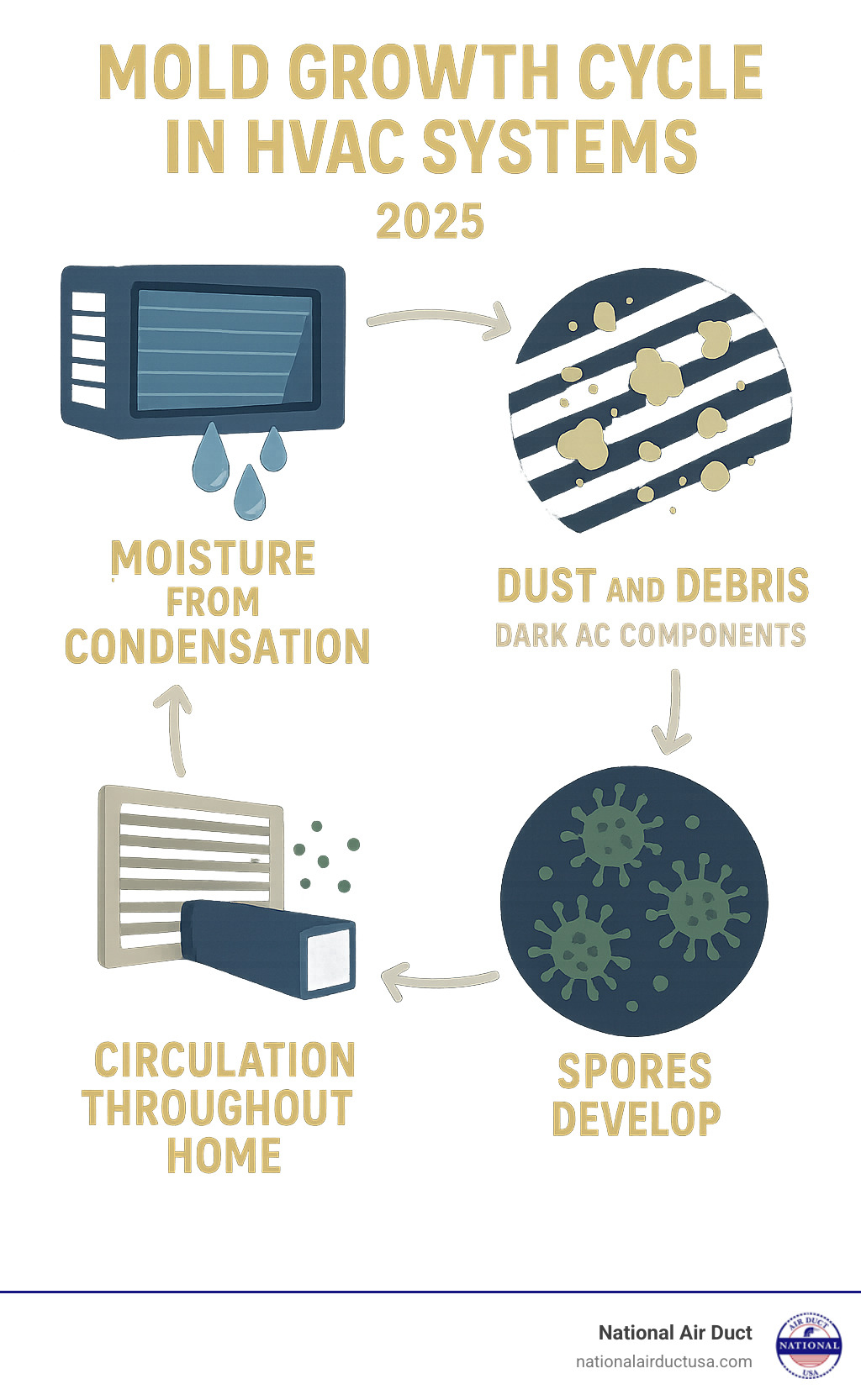Infographic showing the mold growth cycle in HVAC systems, displaying how moisture from condensation combines with dust and debris in dark AC components, leading to spore development and circulation throughout the home via air ducts and vents - can an air conditioner get mold infographic 