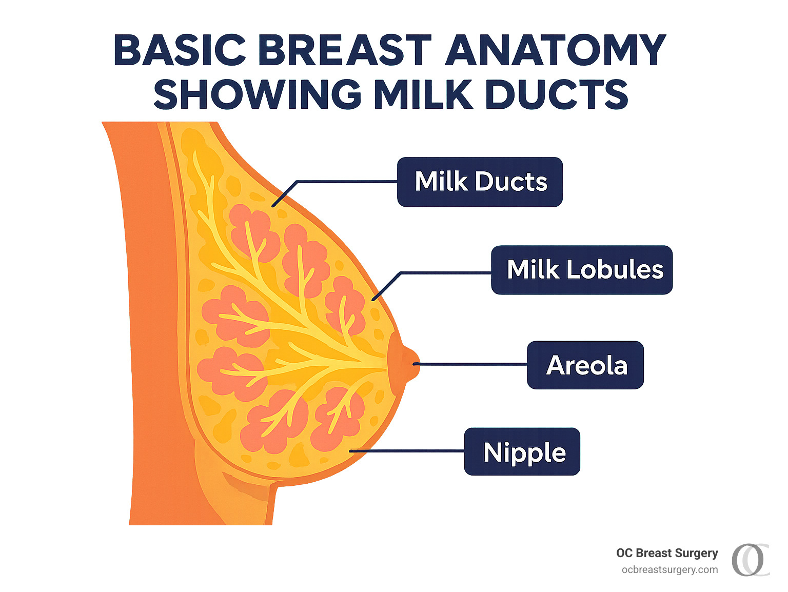 Basic breast anatomy showing milk ducts - can i breastfeed after areola reduction surgery infographic Basic breast anatomy showing milk ducts - can i breastfeed after areola reduction surgery infographic