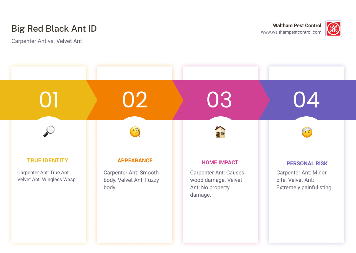 Infographic showing side-by-side comparison of carpenter ant versus velvet ant, highlighting key visual differences including body texture (smooth vs fuzzy), antennae structure, waist shape, and size measurements, with icons indicating wood damage risk for carpenter ants and sting pain level for velvet ants - big red black ant infographic pillar-4-steps
