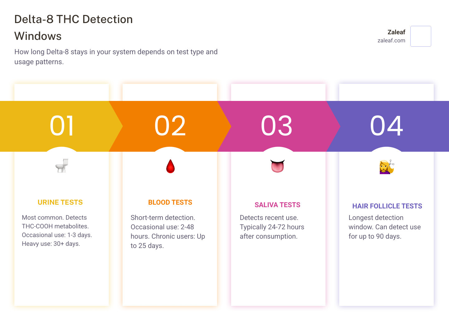 Detailed infographic showing Delta-8 THC detection timeline across different drug test types, including urine (1-30+ days), blood (2 hours-25 days), saliva (24-72 hours), and hair (up to 90 days), with visual representations of occasional vs heavy use patterns and metabolite breakdown process - how long does delta 8 stay in your system infographic pillar-4-steps