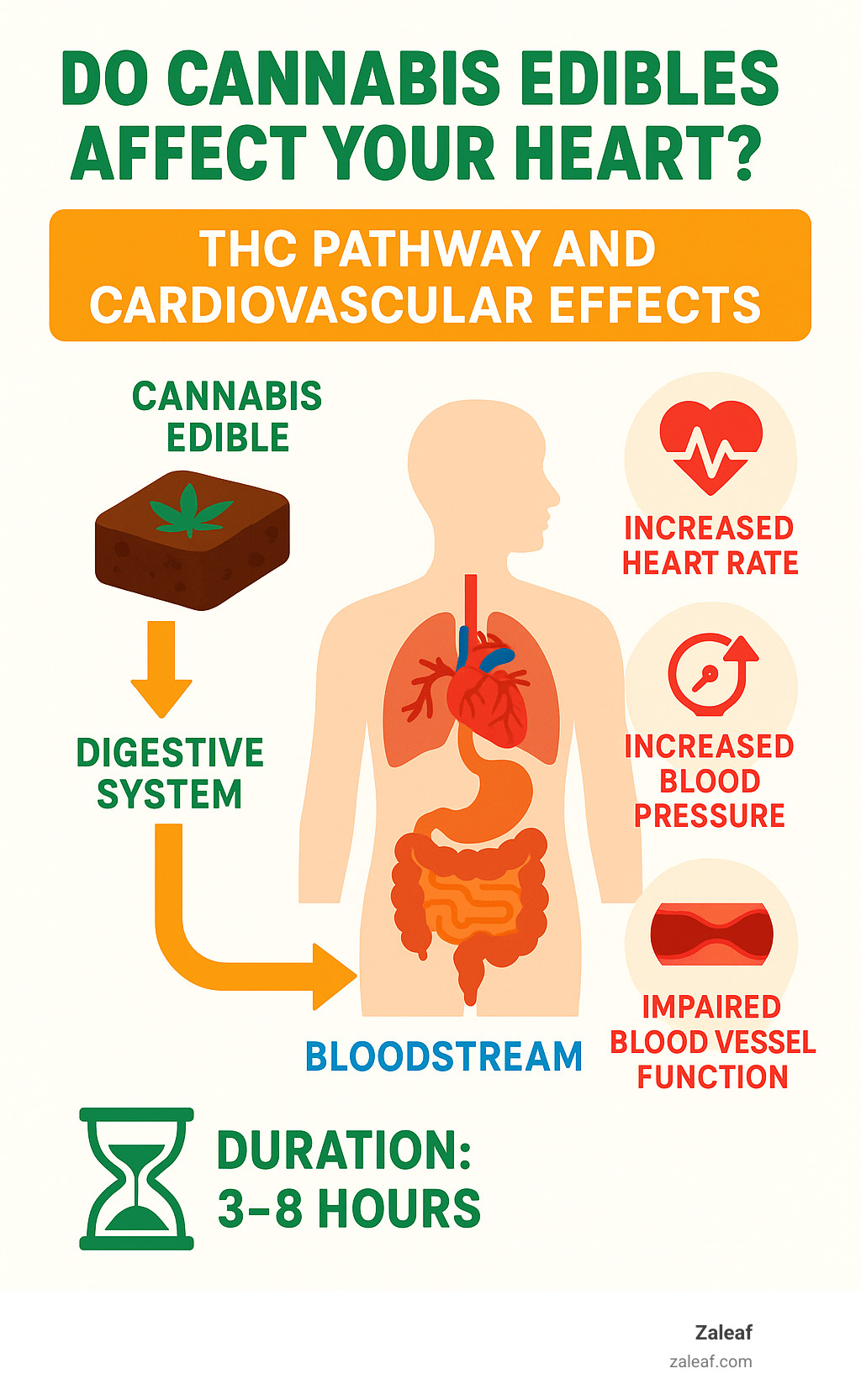 Infographic showing THC pathway from cannabis edibles through digestive system to bloodstream, highlighting effects on heart rate, blood pressure, and blood vessel function over 3-8 hour duration - do cannabis edibles affect your heart infographic 