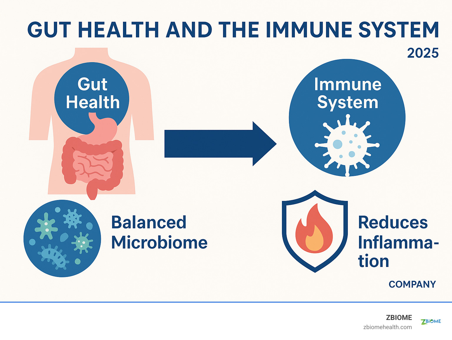 Infographic illustrating the connection between gut health and the immune system, showing how a balanced microbiome supports immune cell function and reduces inflammation - high potency probiotics infographic 