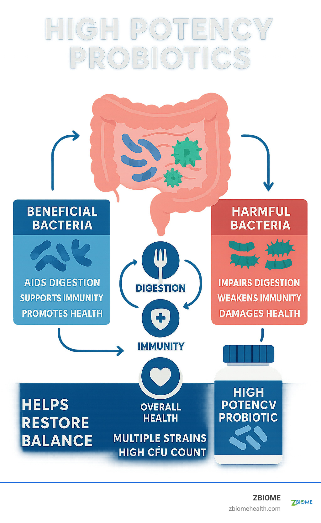 Infographic showing the gut microbiome ecosystem with beneficial bacteria, harmful bacteria, and their effects on digestion, immunity, and overall health, highlighting how high potency probiotics with multiple strains and high CFU counts help restore balance - high potency probiotics infographic 