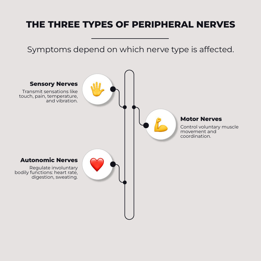 Infographic detailing common peripheral neuropathy symptoms, including sensory, motor, and autonomic examples. - peripheral neuropathy symptoms infographic infographic-line-3-steps-neat_beige