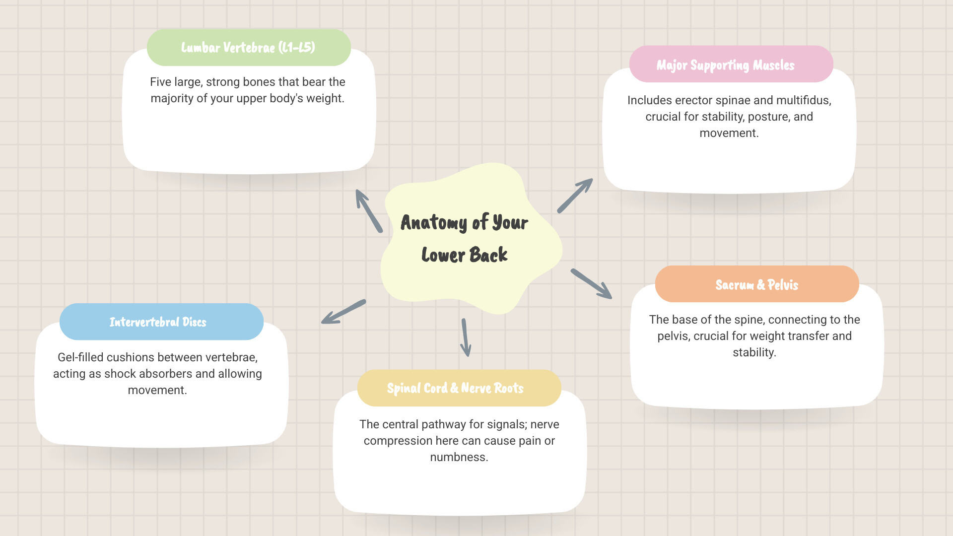 Infographic showing the anatomy of the lower back, including the five lumbar vertebrae (L1-L5), intervertebral discs that act as shock absorbers, the spinal cord and nerve roots, major supporting muscles including the erector spinae and multifidus, and how these structures work together to support the upper body and enable movement - lower back pain infographic mindmap-5-items