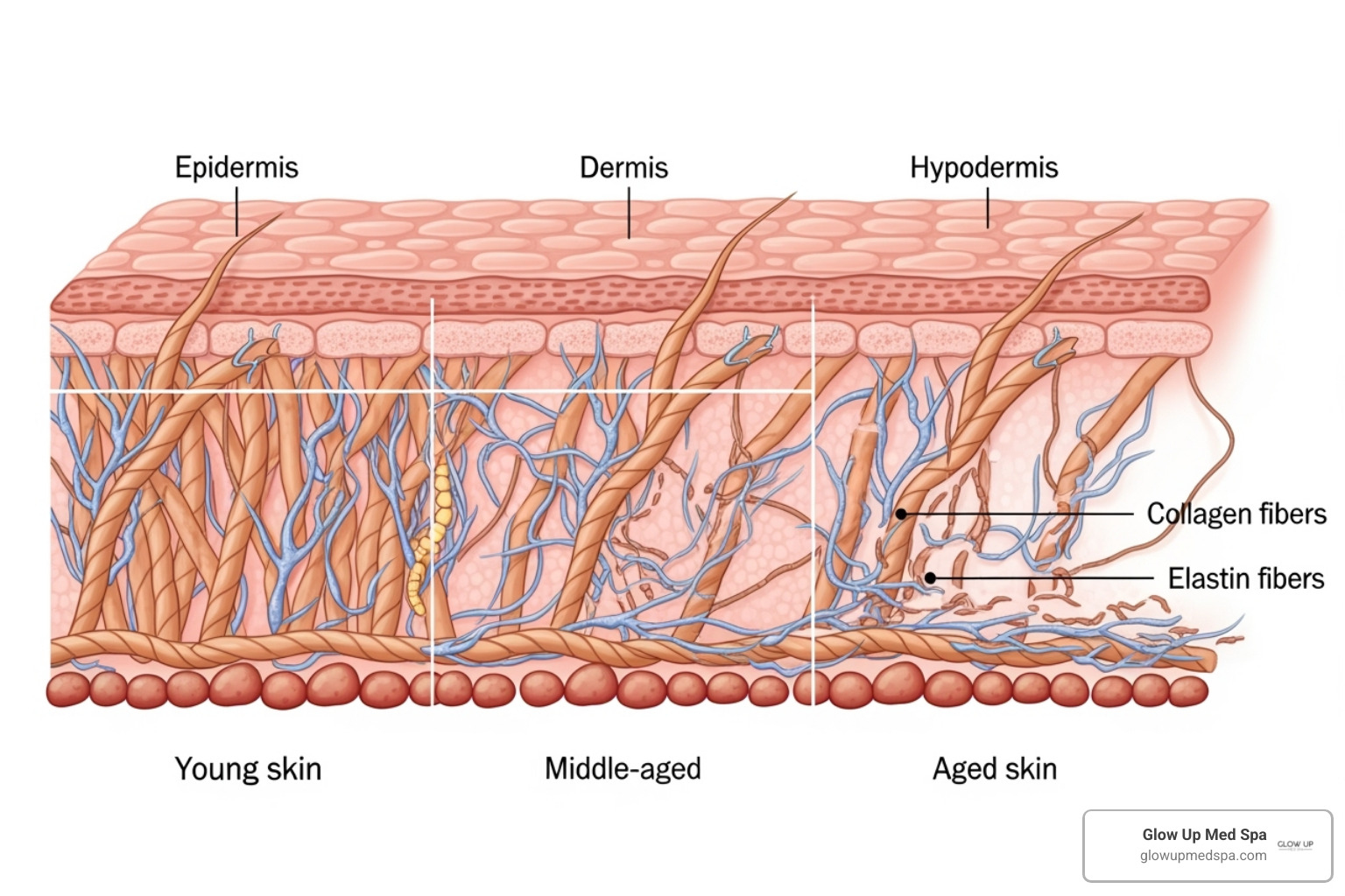 illustration showing the skin layers and the decline of collagen and elastin over time - anti aging facial treatments
