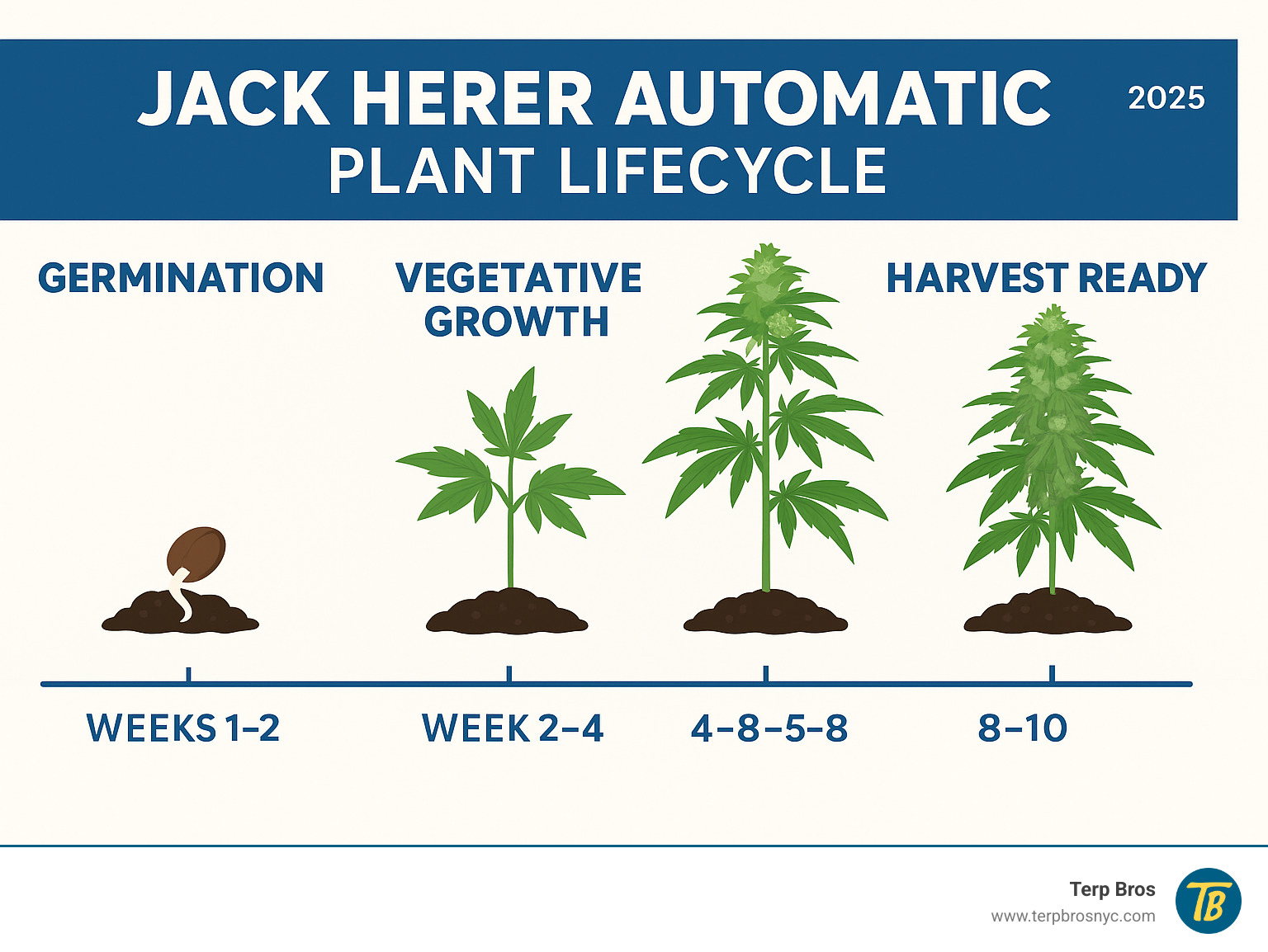 Detailed infographic showing Jack Herer Automatic plant lifecycle from germination through vegetative stage to flowering and harvest, including timeline markers at weeks 1-2 (germination), weeks 2-4 (vegetative growth), weeks 4-8 (flowering), and weeks 8-10 (harvest ready), with illustrations of plant development stages - jack herer automatic infographic 
