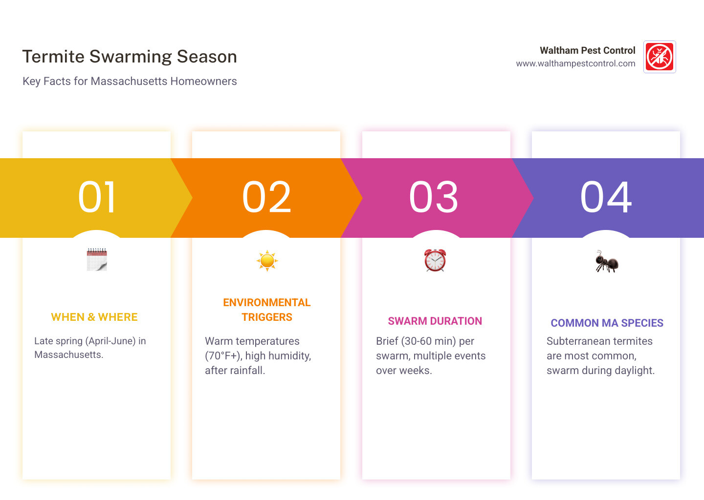 Detailed infographic showing termite swarming season timeline for Massachusetts, environmental triggers including temperature and humidity conditions, key identification features of termite swarmers versus flying ants, and immediate steps homeowners should take when finding a swarm - termite swarming season infographic pillar-4-steps Detailed infographic showing termite swarming season timeline for Massachusetts, environmental triggers including temperature and humidity conditions, key identification features of termite swarmers versus flying ants, and immediate steps homeowners should take when finding a swarm - termite swarming season infographic pillar-4-steps