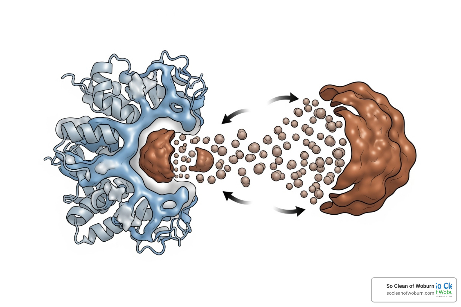 diagram showing an enzyme breaking down a stain molecule - plant based carpet cleaner diagram showing an enzyme breaking down a stain molecule - plant based carpet cleaner
