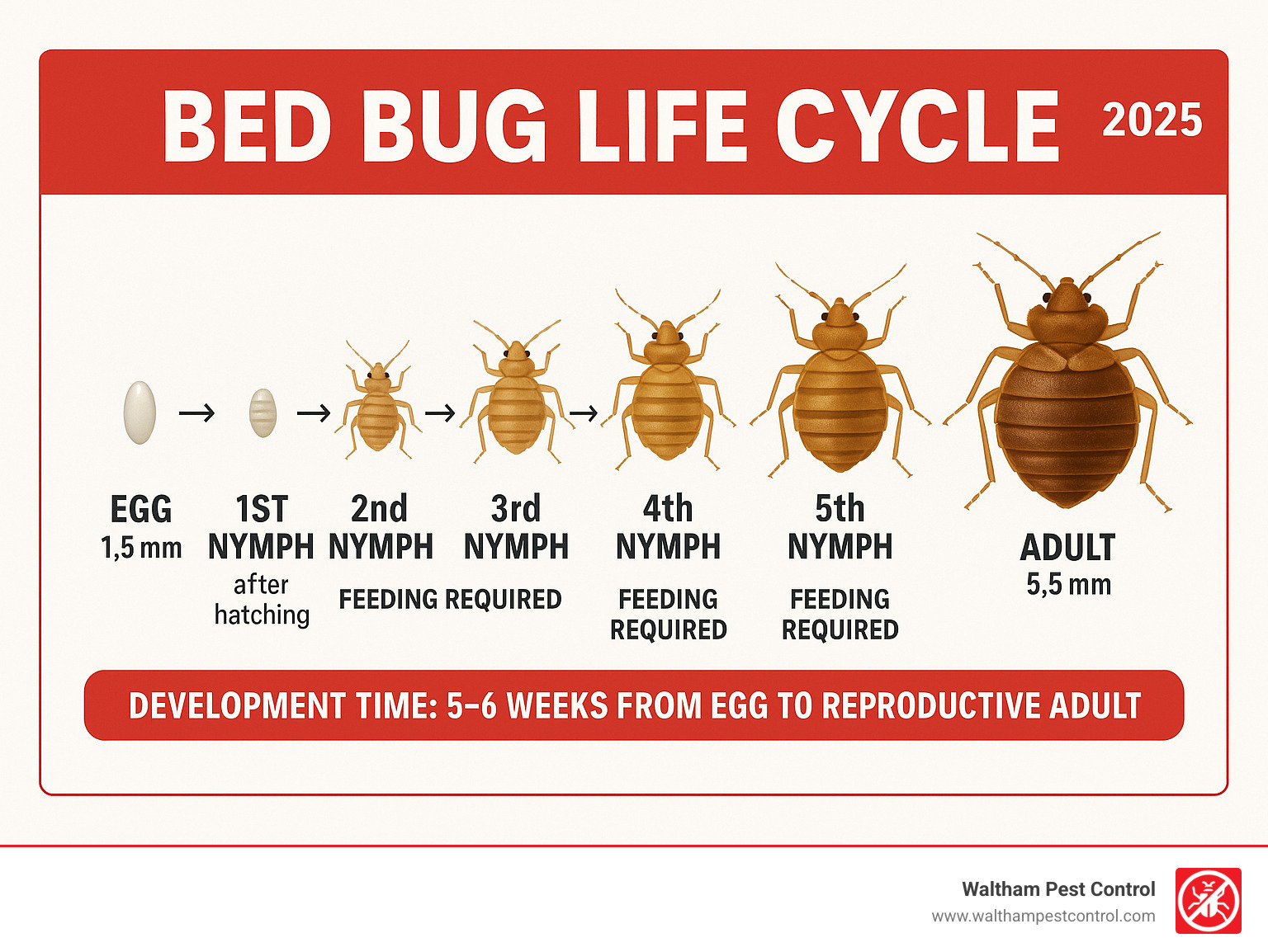 Infographic showing the complete bed bug life cycle from egg stage (1.5mm) through five nymph stages to adult bed bug (5.5mm), with feeding requirements and development timeline of 5-6 weeks from egg to reproductive adult - bed bug exterminator company infographic 