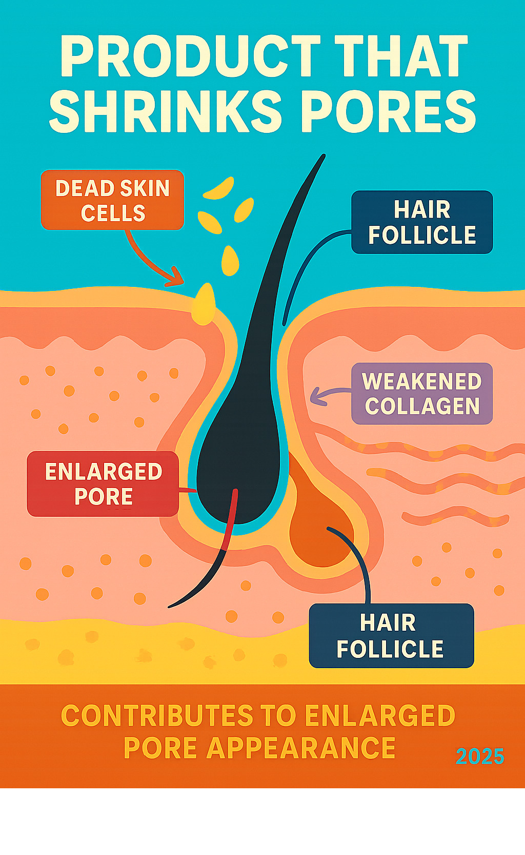 Infographic showing cross-section of a pore with hair follicle and sebaceous gland, illustrating how excess oil, dead skin cells, and weakened collagen contribute to enlarged pore appearance - product that shrinks pores infographic Infographic showing cross-section of a pore with hair follicle and sebaceous gland, illustrating how excess oil, dead skin cells, and weakened collagen contribute to enlarged pore appearance - product that shrinks pores infographic