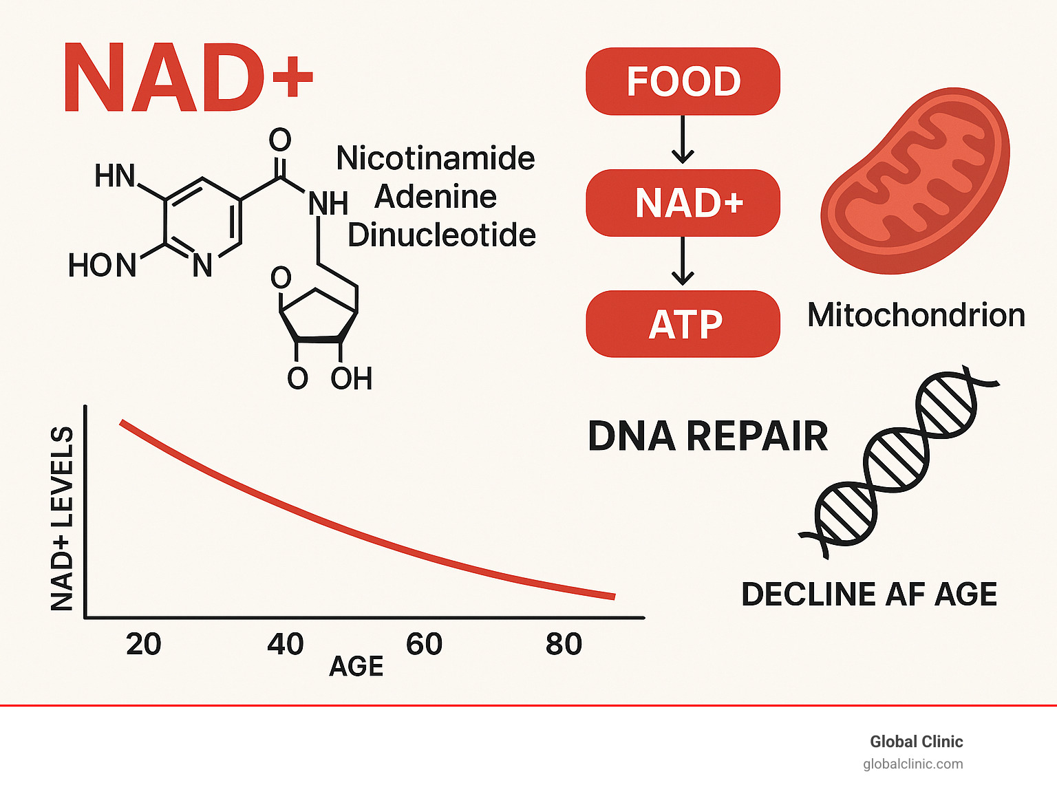 Comprehensive infographic showing NAD+ molecule structure, cellular energy production pathway from food to ATP, DNA repair mechanisms, and the decline of NAD+ levels with age from 20 to 80 years old - nad drip at home infographic 