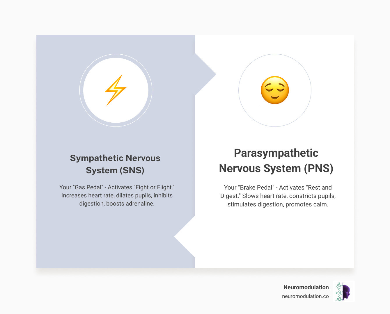 Comprehensive diagram showing the parasympathetic nervous system pathway from brain to organs, highlighting the vagus nerve's role in rest and digest functions, with clear labels for heart rate reduction, pupil constriction, increased salivation, improved digestion, and bladder control - parasympathetic nervous system response infographic comparison-2-items-formal