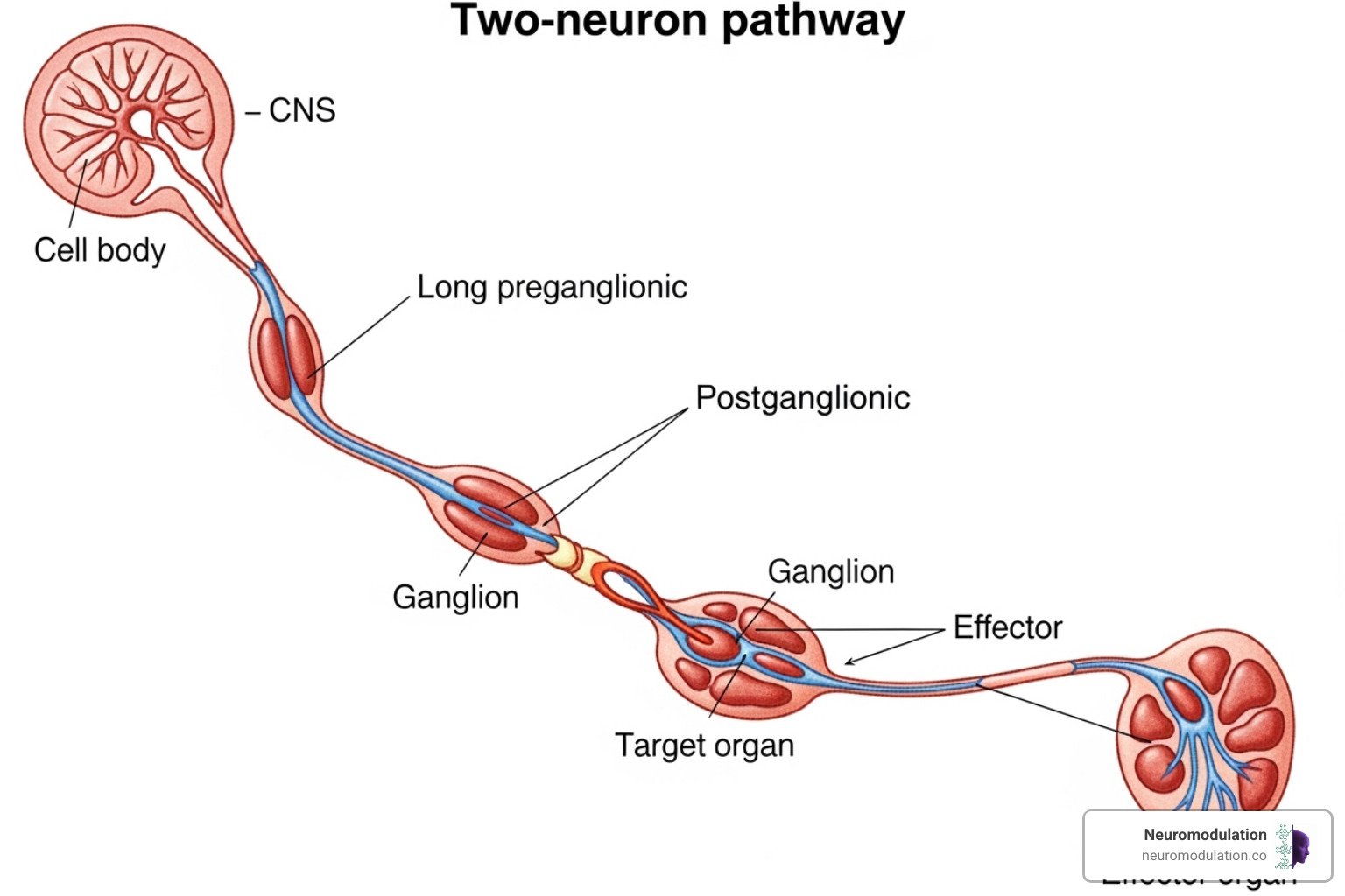Diagram illustrating the long preganglionic and short postganglionic neuron structure of the parasympathetic nervous system, showing the cell body in the CNS, the long axon extending to a ganglion near the target organ, and a short axon from the ganglion to the effector. - anatomy of parasympathetic nervous system Diagram illustrating the long preganglionic and short postganglionic neuron structure of the parasympathetic nervous system, showing the cell body in the CNS, the long axon extending to a ganglion near the target organ, and a short axon from the ganglion to the effector. - anatomy of parasympathetic nervous system