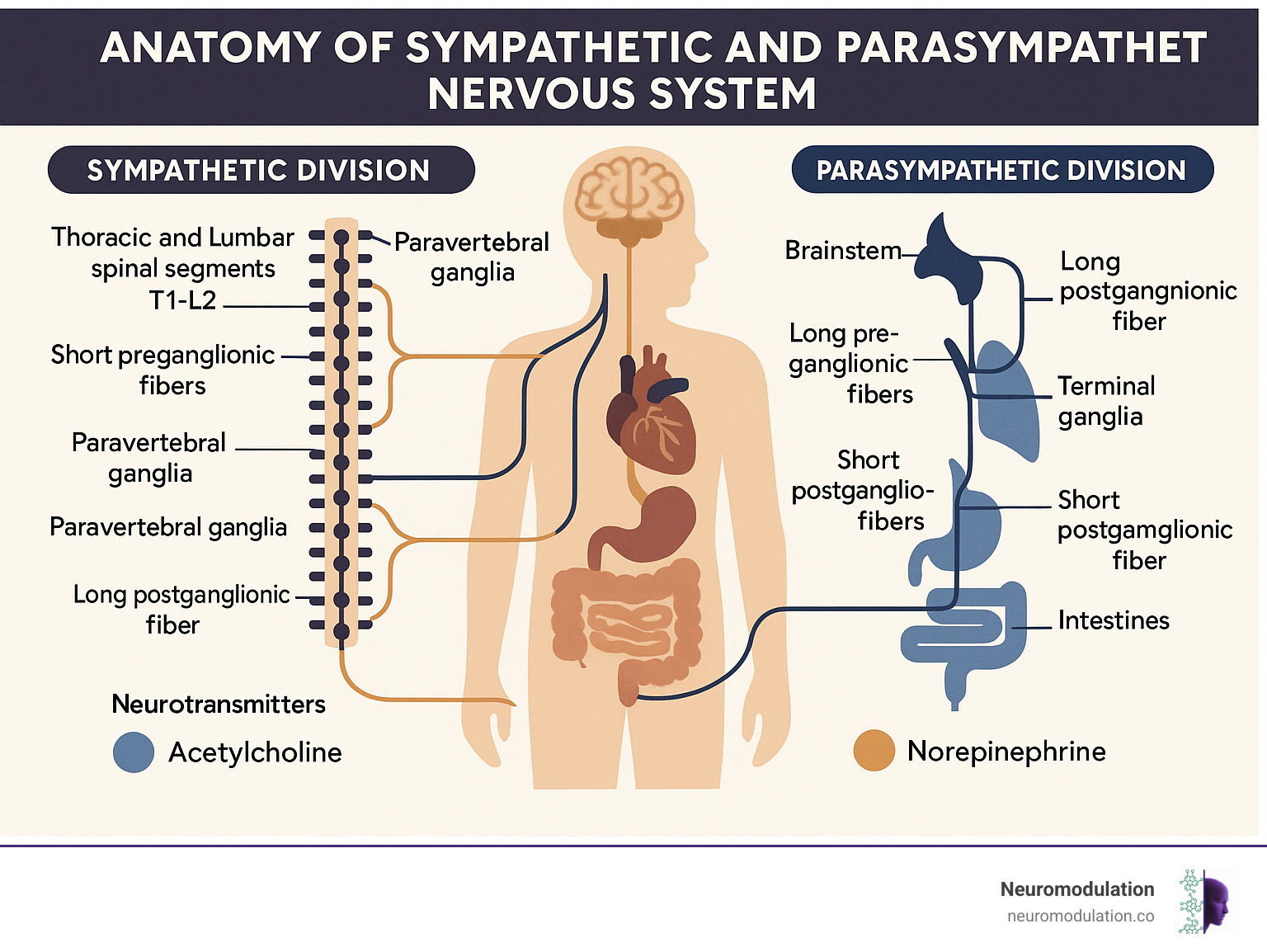 Detailed anatomical diagram showing sympathetic nervous system originating from thoracic and lumbar spinal cord segments T1-L2 with short preganglionic fibers connecting to paravertebral ganglia, alongside parasympathetic nervous system stemming from brainstem and sacral segments S2-S4 with long preganglionic fibers connecting to terminal ganglia near target organs, including neurotransmitter pathways and major anatomical structures - anatomy of sympathetic and parasympathetic nervous system infographic Detailed anatomical diagram showing sympathetic nervous system originating from thoracic and lumbar spinal cord segments T1-L2 with short preganglionic fibers connecting to paravertebral ganglia, alongside parasympathetic nervous system stemming from brainstem and sacral segments S2-S4 with long preganglionic fibers connecting to terminal ganglia near target organs, including neurotransmitter pathways and major anatomical structures - anatomy of sympathetic and parasympathetic nervous system infographic