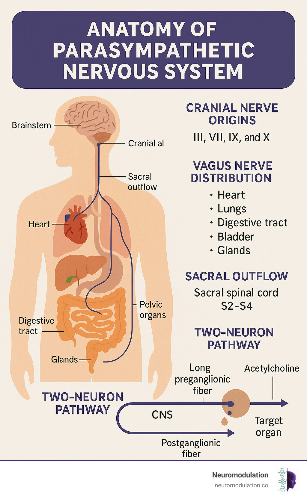 Comprehensive diagram showing parasympathetic nervous system anatomy including cranial nerve origins from brainstem, vagus nerve distribution to thoracic and abdominal organs, sacral outflow to pelvic structures, ganglia locations, and two-neuron pathway structure with acetylcholine neurotransmitter signaling - anatomy of parasympathetic nervous system infographic Comprehensive diagram showing parasympathetic nervous system anatomy including cranial nerve origins from brainstem, vagus nerve distribution to thoracic and abdominal organs, sacral outflow to pelvic structures, ganglia locations, and two-neuron pathway structure with acetylcholine neurotransmitter signaling - anatomy of parasympathetic nervous system infographic