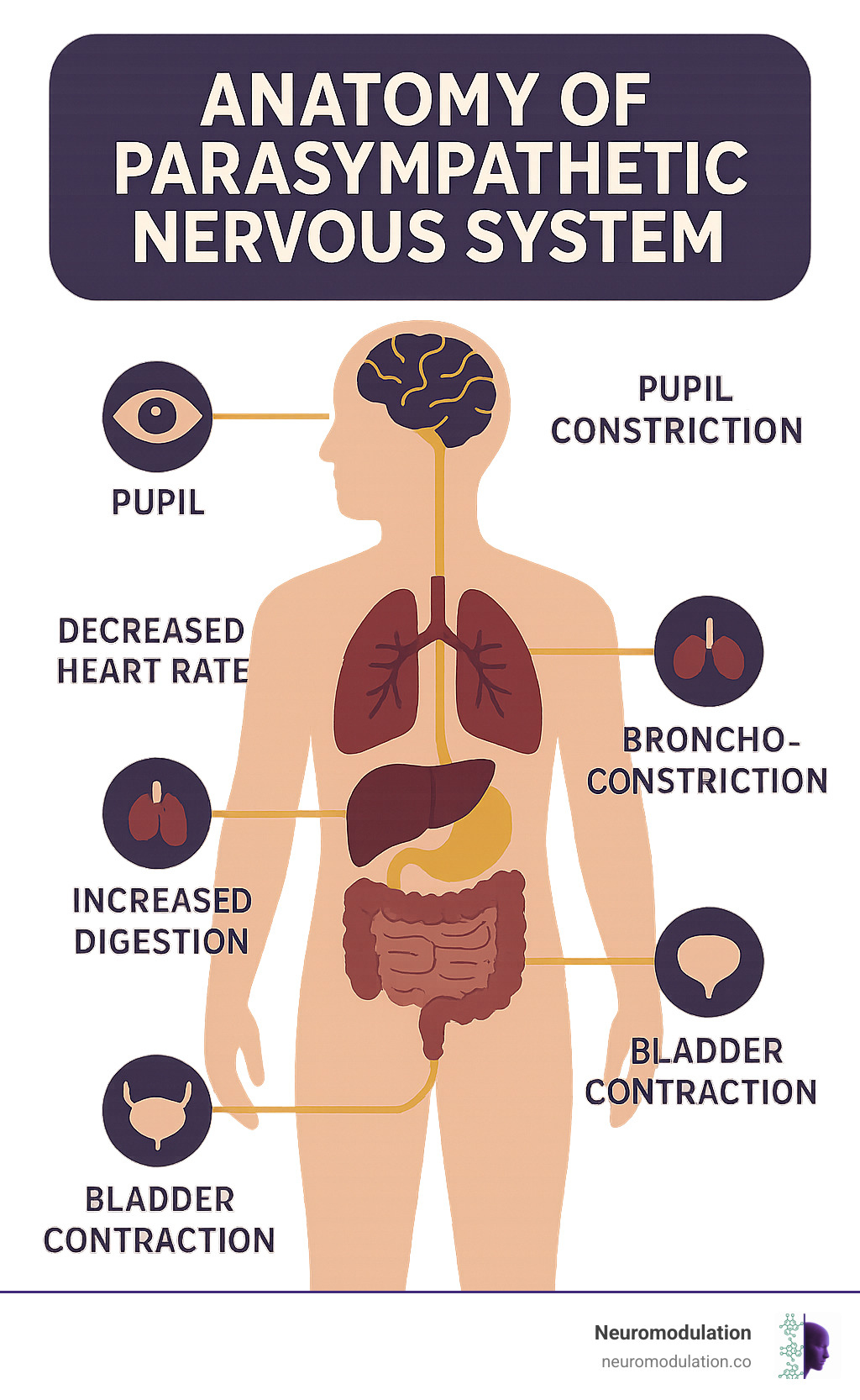 Infographic showing the effects of parasympathetic stimulation on key organs throughout the body, including decreased heart rate, bronchoconstriction, increased digestion, pupil constriction, and bladder contraction. - anatomy of parasympathetic nervous system infographic Infographic showing the effects of parasympathetic stimulation on key organs throughout the body, including decreased heart rate, bronchoconstriction, increased digestion, pupil constriction, and bladder contraction. - anatomy of parasympathetic nervous system infographic