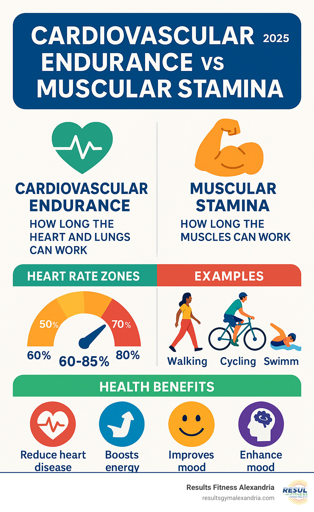 Comprehensive infographic showing the differences between cardiovascular endurance and muscular stamina, including heart rate zones, exercise examples, and health benefits - build cardio stamina infographic 