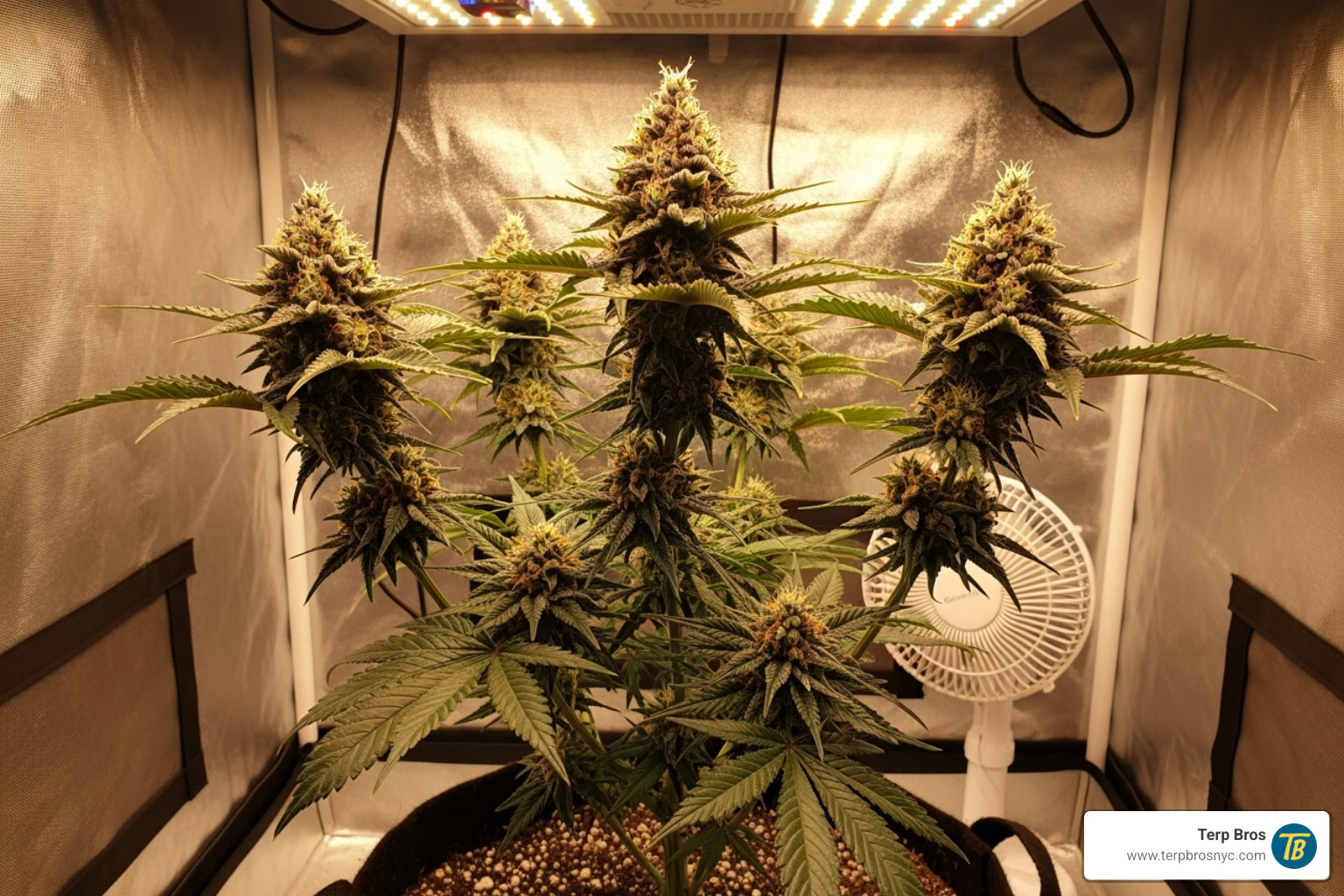 Healthy, compact Cherry Zoap autoflower plant growing indoors - cherry zoap