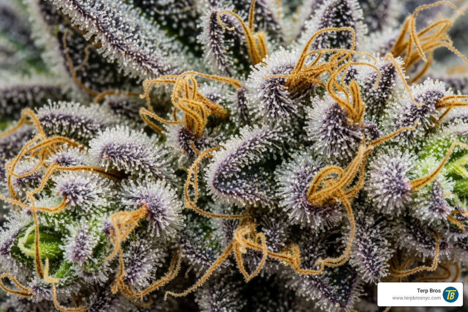 Dense, frosty Cherry Zoap nugs showing dark green and purple hues with amber hairs - cherry zoap