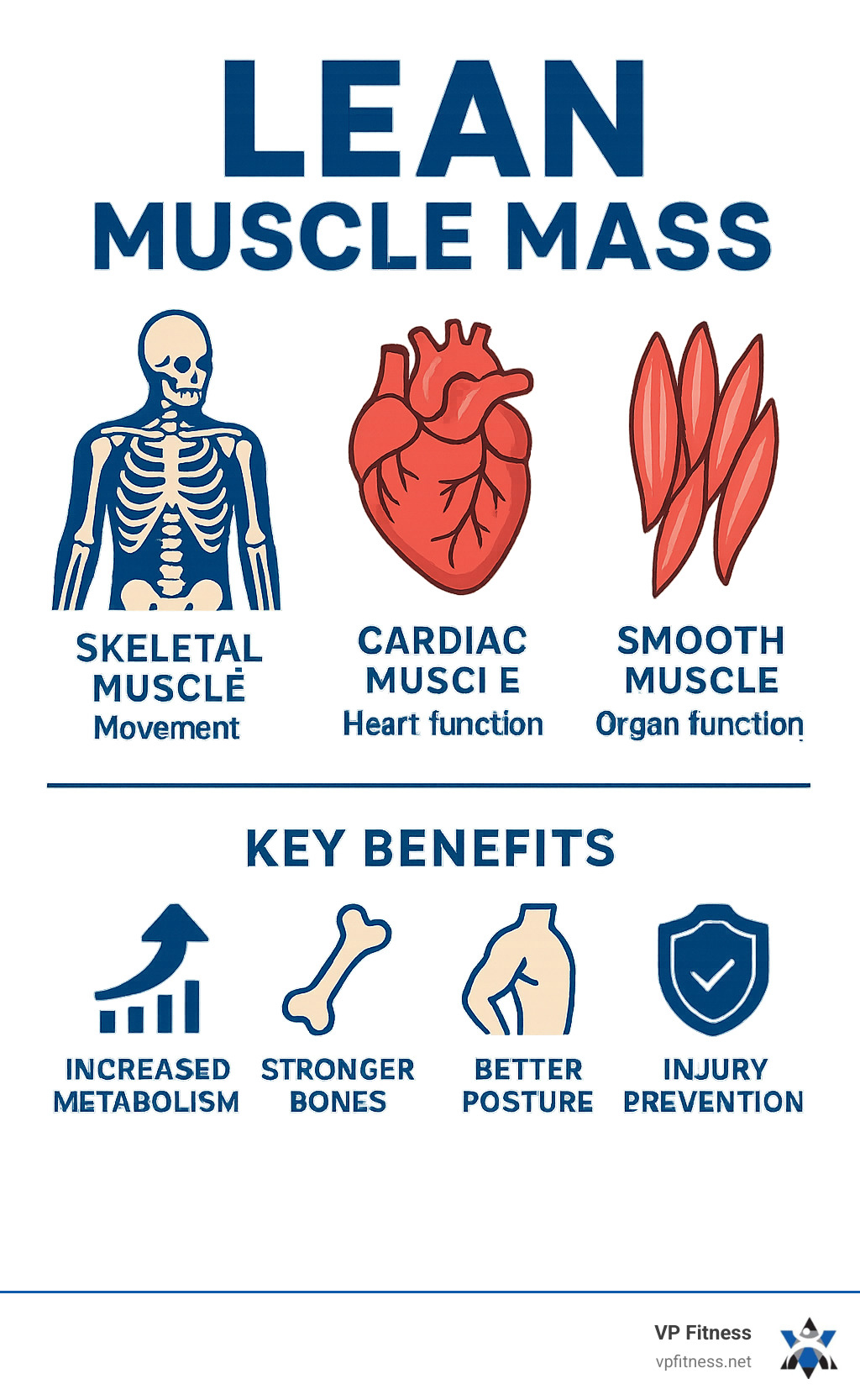 Infographic showing the components of lean muscle mass including skeletal muscle for movement, cardiac muscle for heart function, and smooth muscle for organ function, plus the key benefits: increased metabolism, stronger bones, better posture, and injury prevention - lean muscle mass infographic 