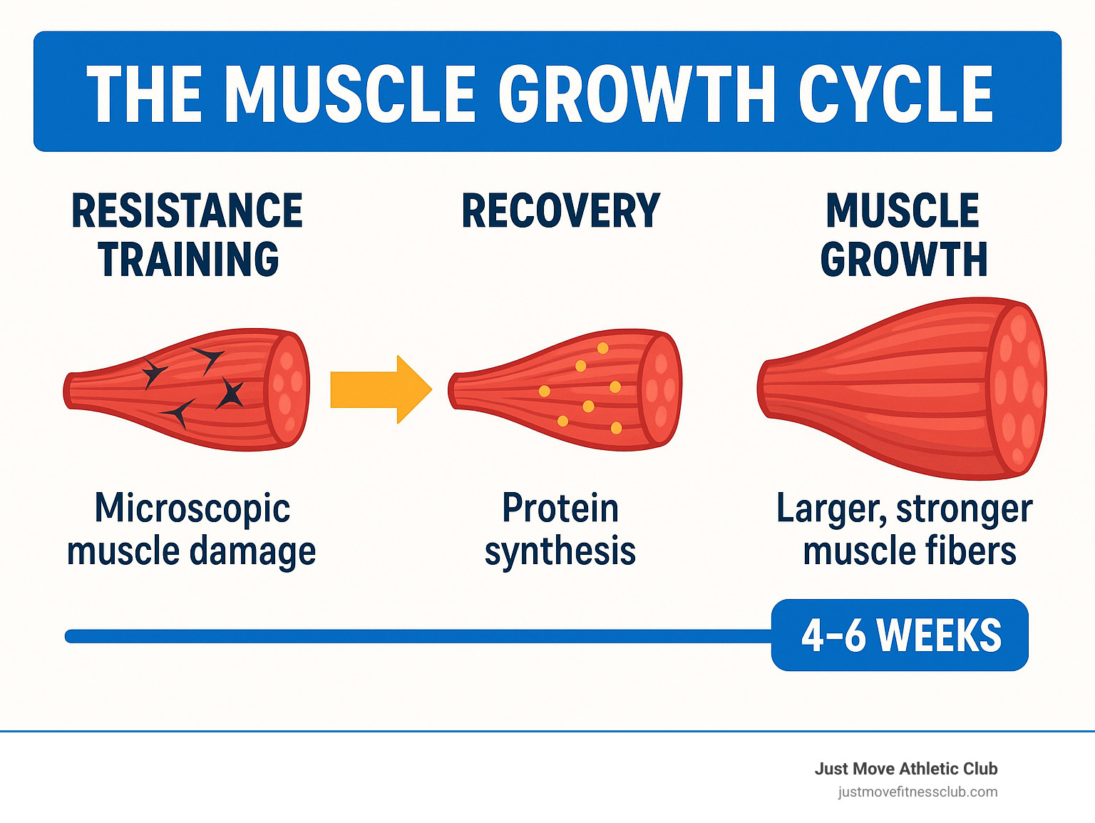 Detailed infographic showing the muscle growth cycle: microscopic muscle damage from resistance training leads to protein synthesis during recovery, resulting in larger, stronger muscle fibers over time, with timeline indicators showing noticeable changes at 4-6 weeks - gym muscle growth infographic  Detailed infographic showing the muscle growth cycle: microscopic muscle damage from resistance training leads to protein synthesis during recovery, resulting in larger, stronger muscle fibers over time, with timeline indicators showing noticeable changes at 4-6 weeks - gym muscle growth infographic