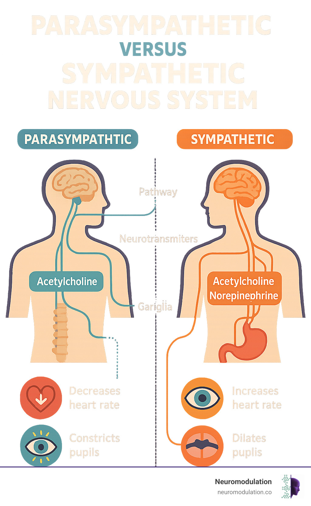 Comprehensive comparison infographic showing the anatomical pathways, neurotransmitters, and physiological effects of both sympathetic and parasympathetic nervous systems, including their origins in the central nervous system, ganglia locations, target organs, and specific responses like heart rate changes, pupil responses, and digestive effects - parasympathetic versus sympathetic nervous system infographic Comprehensive comparison infographic showing the anatomical pathways, neurotransmitters, and physiological effects of both sympathetic and parasympathetic nervous systems, including their origins in the central nervous system, ganglia locations, target organs, and specific responses like heart rate changes, pupil responses, and digestive effects - parasympathetic versus sympathetic nervous system infographic