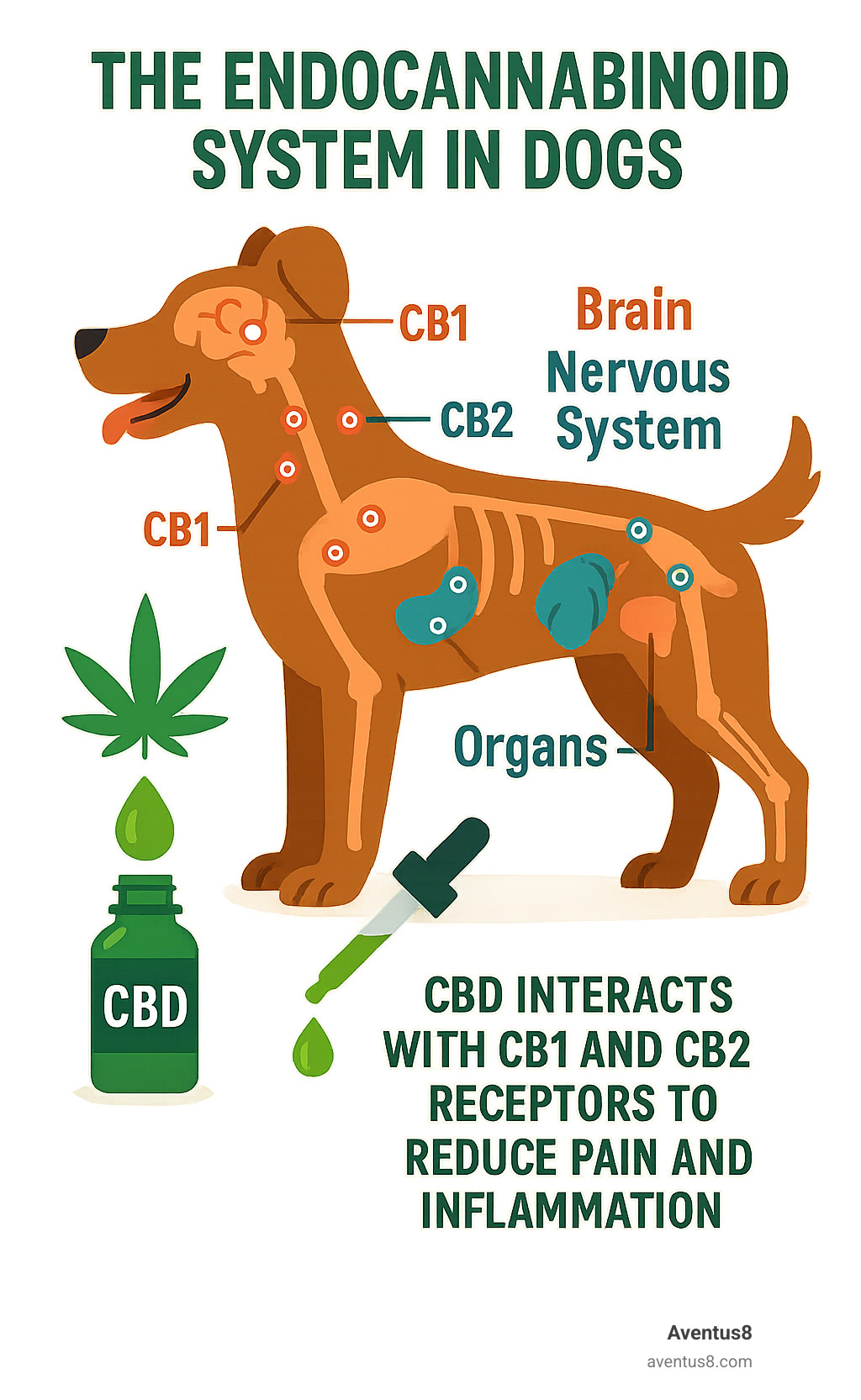 Infographic showing the endocannabinoid system in dogs with CB1 and CB2 receptors distributed throughout the brain, nervous system, and organs, illustrating how CBD interacts with these receptors to reduce pain and inflammation - cbd for dog pain infographic 