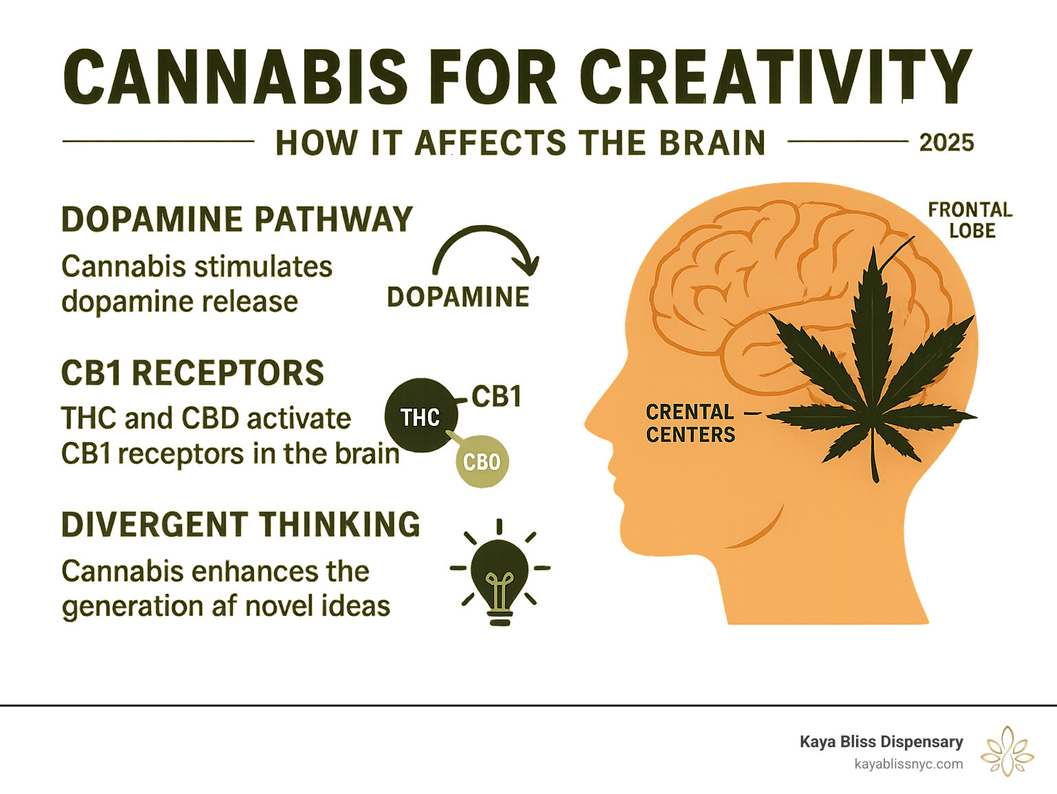 Infographic showing how cannabis affects the frontal lobe and creative centers of the brain, including dopamine pathways, CB1 receptors, and the connection between THC/CBD and divergent thinking processes - cannabis for creativity infographic 