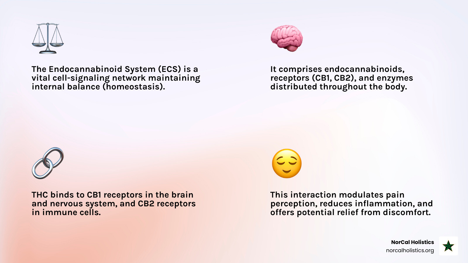 Comprehensive infographic showing the endocannabinoid system with CB1 and CB2 receptors throughout the human body, illustrating how THC and CBD molecules interact with these receptors to potentially reduce pain signals, including visual representations of the brain, nervous system, and inflammatory responses with clear pathways and molecular interactions - THC drinks for pain infographic 4_facts_emoji_light-gradient